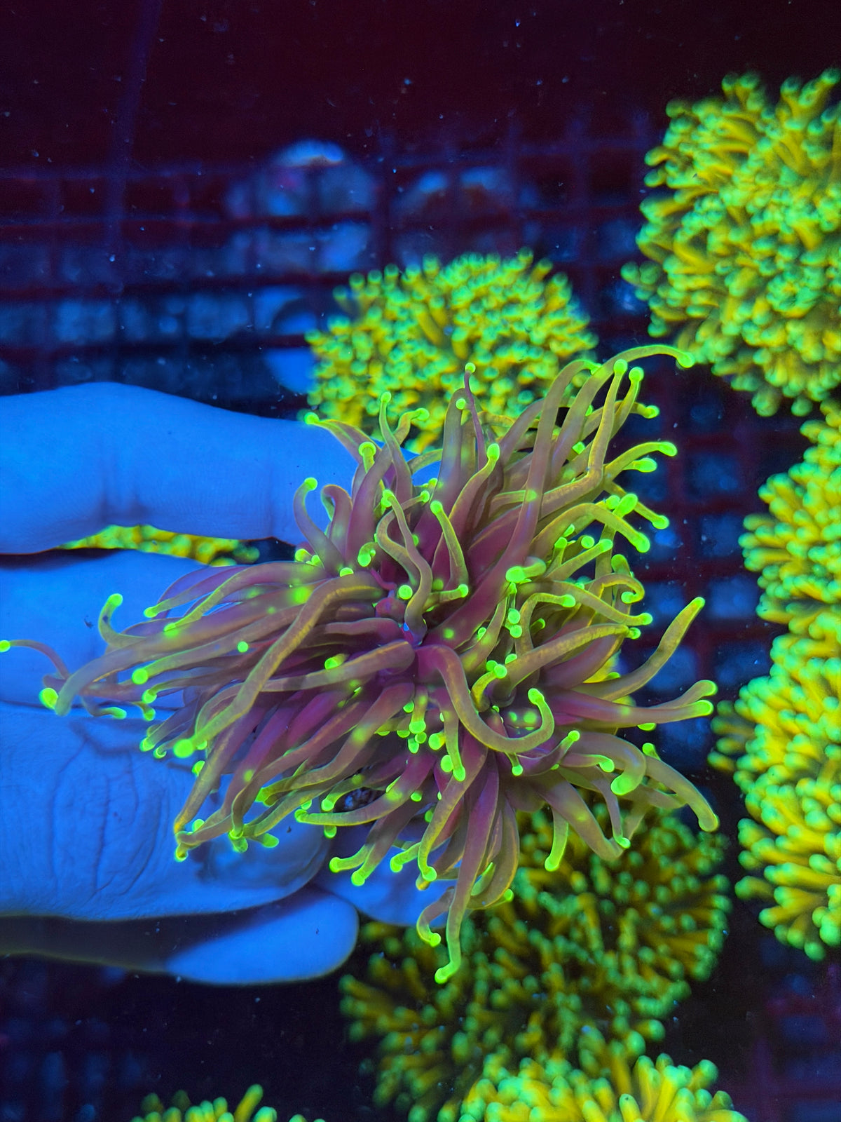 JEA Dragon Fire Torch Coral 2 Heads XL 11/1