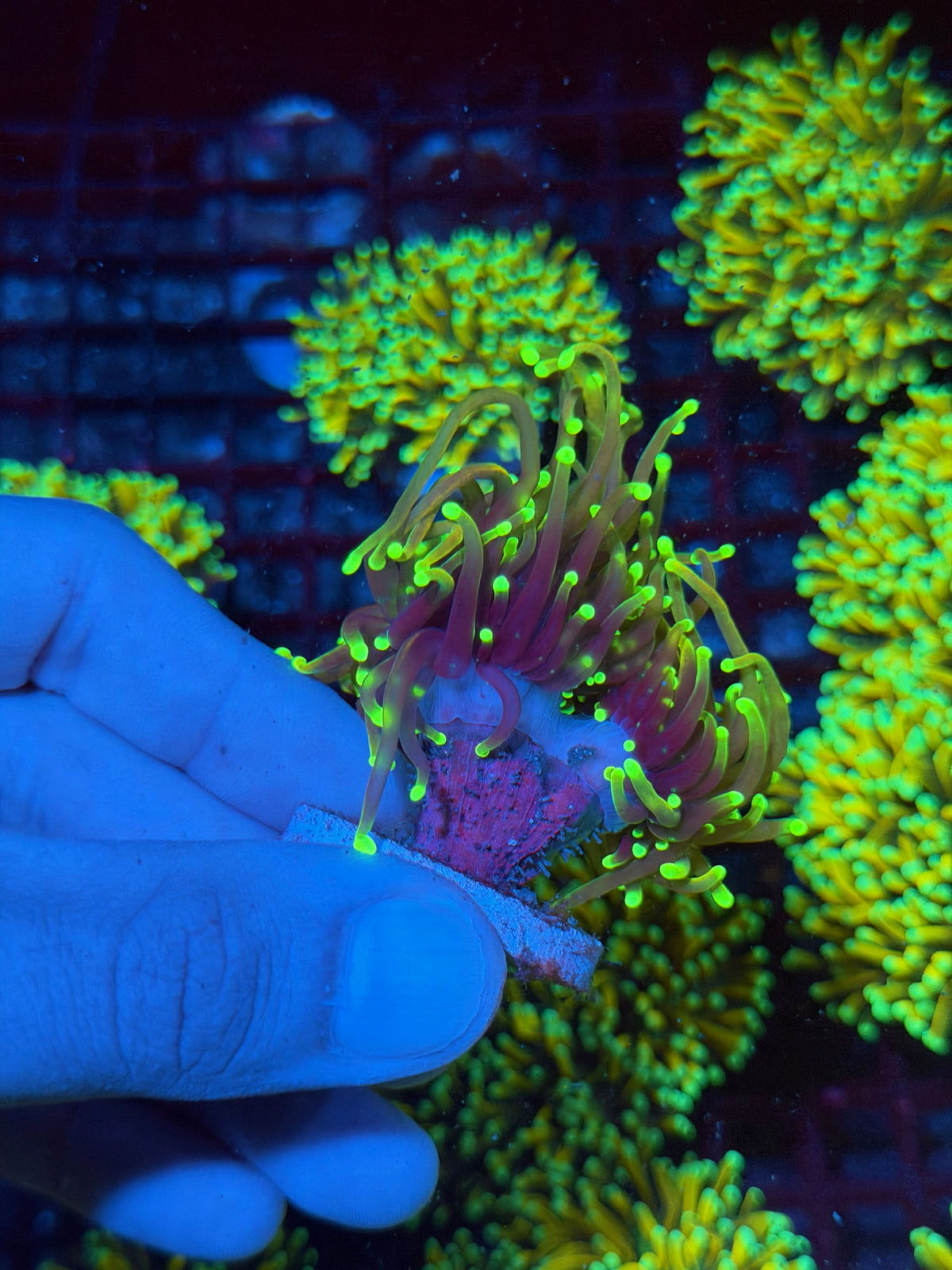JEA Dragon Fire Torch Coral 2 Heads XL 11/1