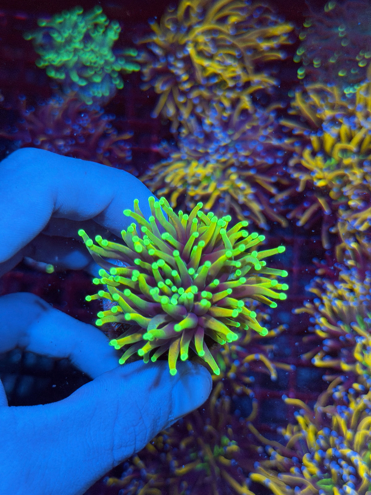 JEA Hellfire Torch Coral 1 Head XL 11/2