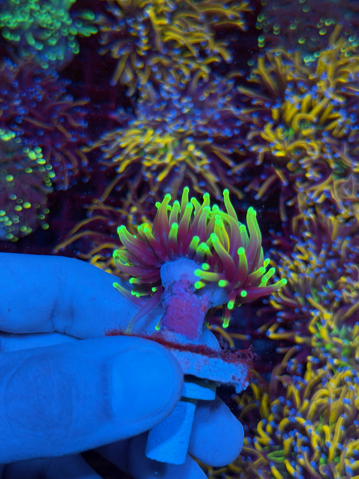 JEA Hellfire Torch Coral 1 Head XL 11/2