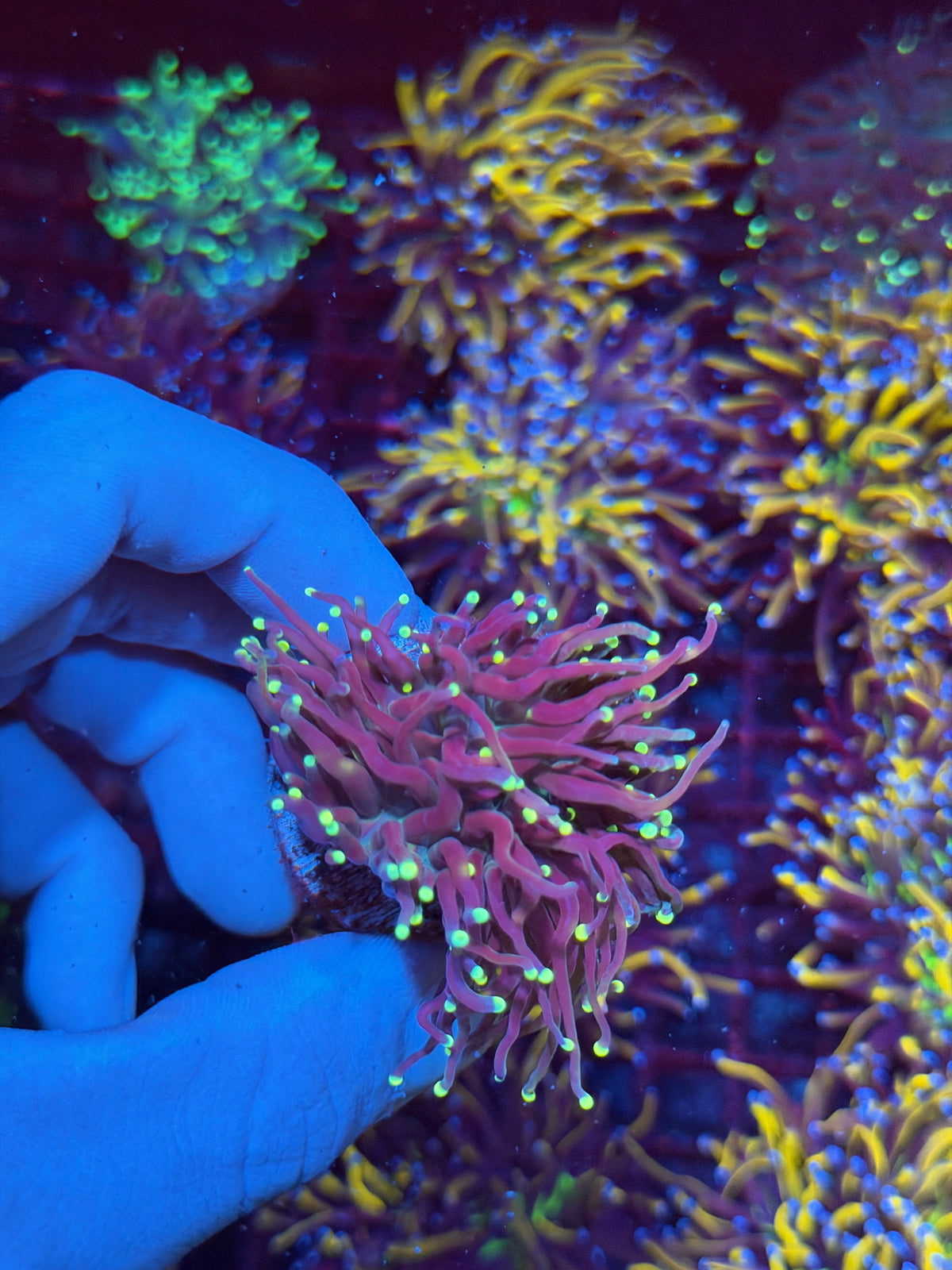 JEA Firefly Torch Coral 1 XL Head Splitting 11/2