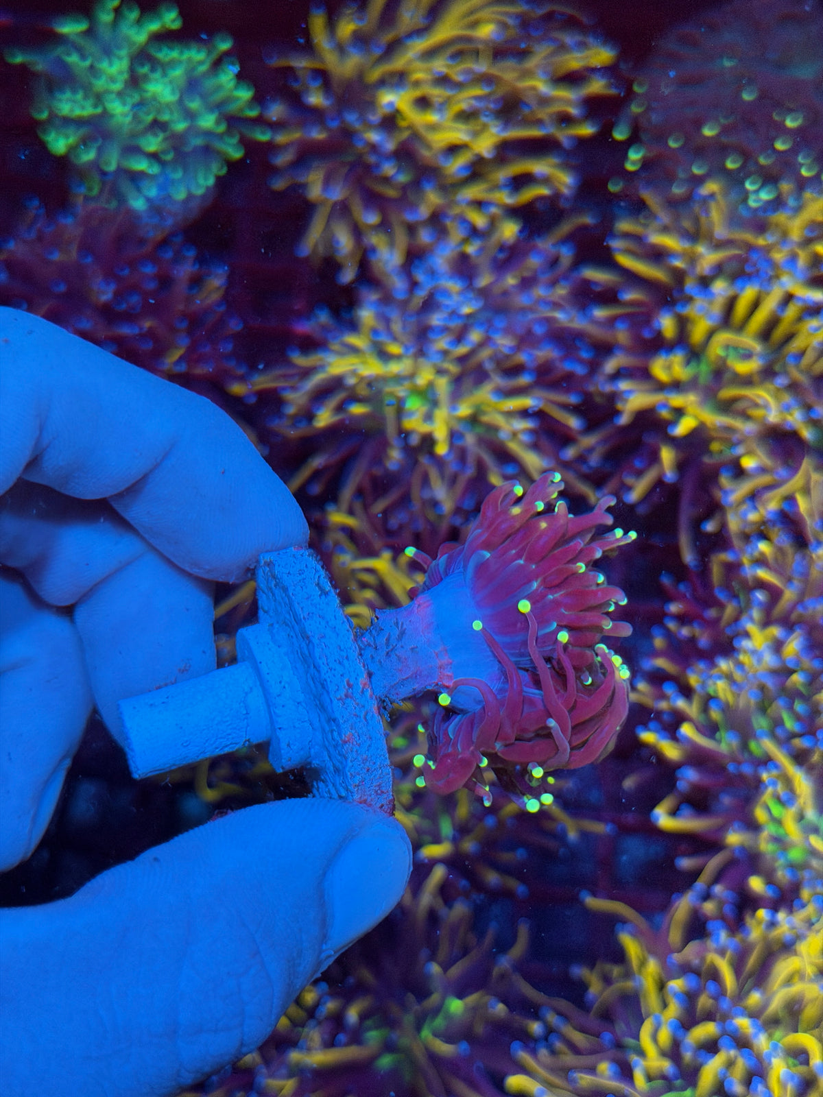 JEA Firefly Torch Coral 1 XL Head Splitting 11/2