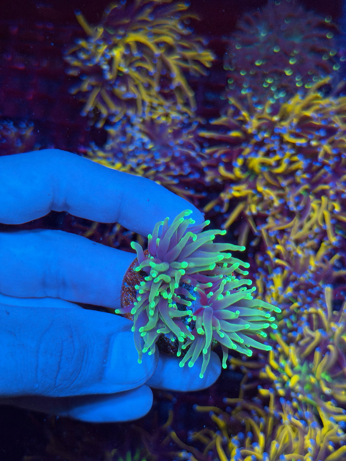 JEA Dragon Soul Torch Coral 2 Heads Splitting to 3 11/2