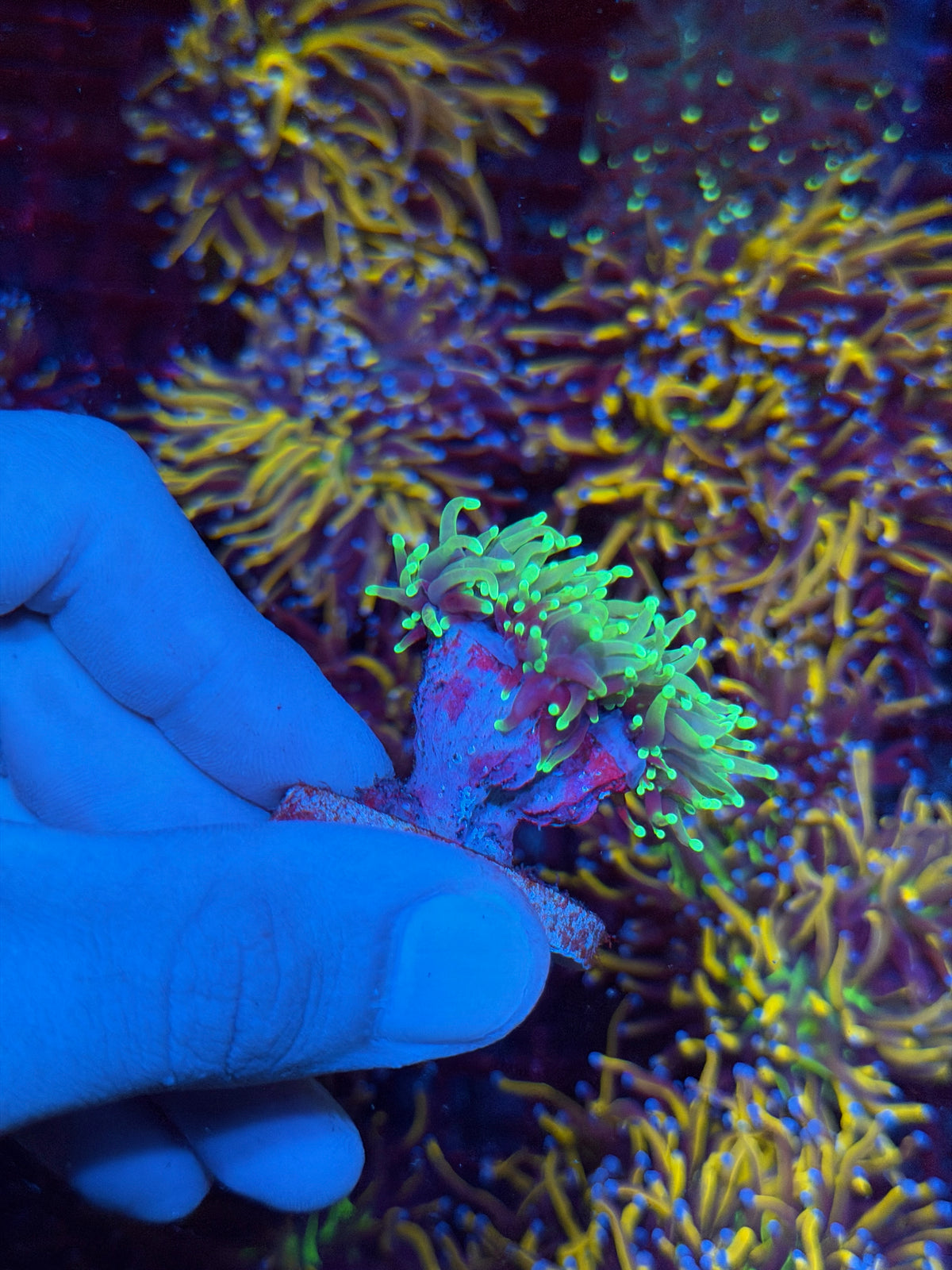 JEA Dragon Soul Torch Coral 2 Heads Splitting to 3 11/2