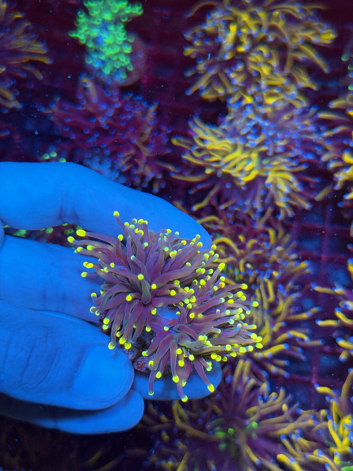 JEA Firefly Torch Coral 2 Heads XL 11/1