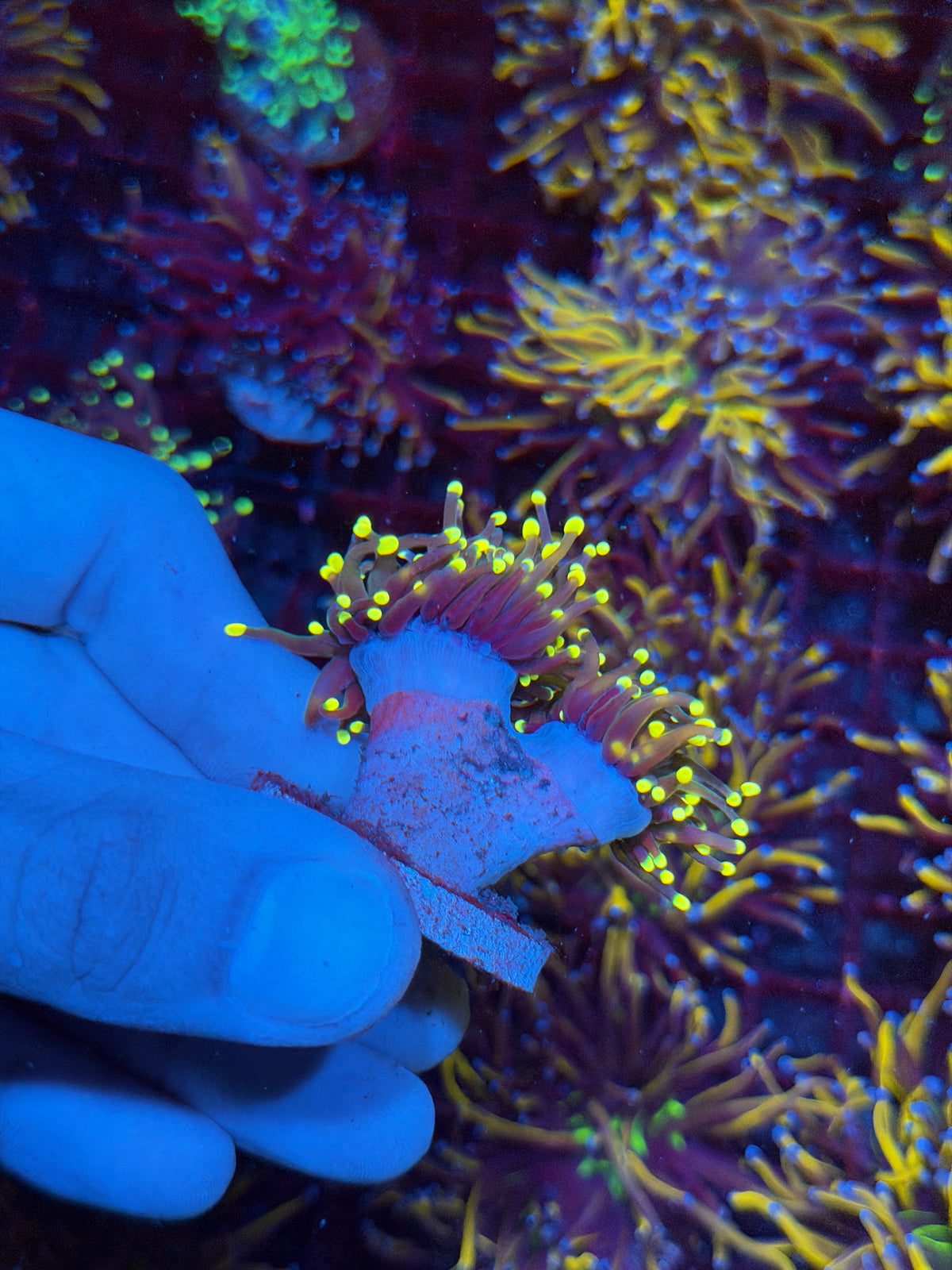 JEA Firefly Torch Coral 2 Heads XL 11/1