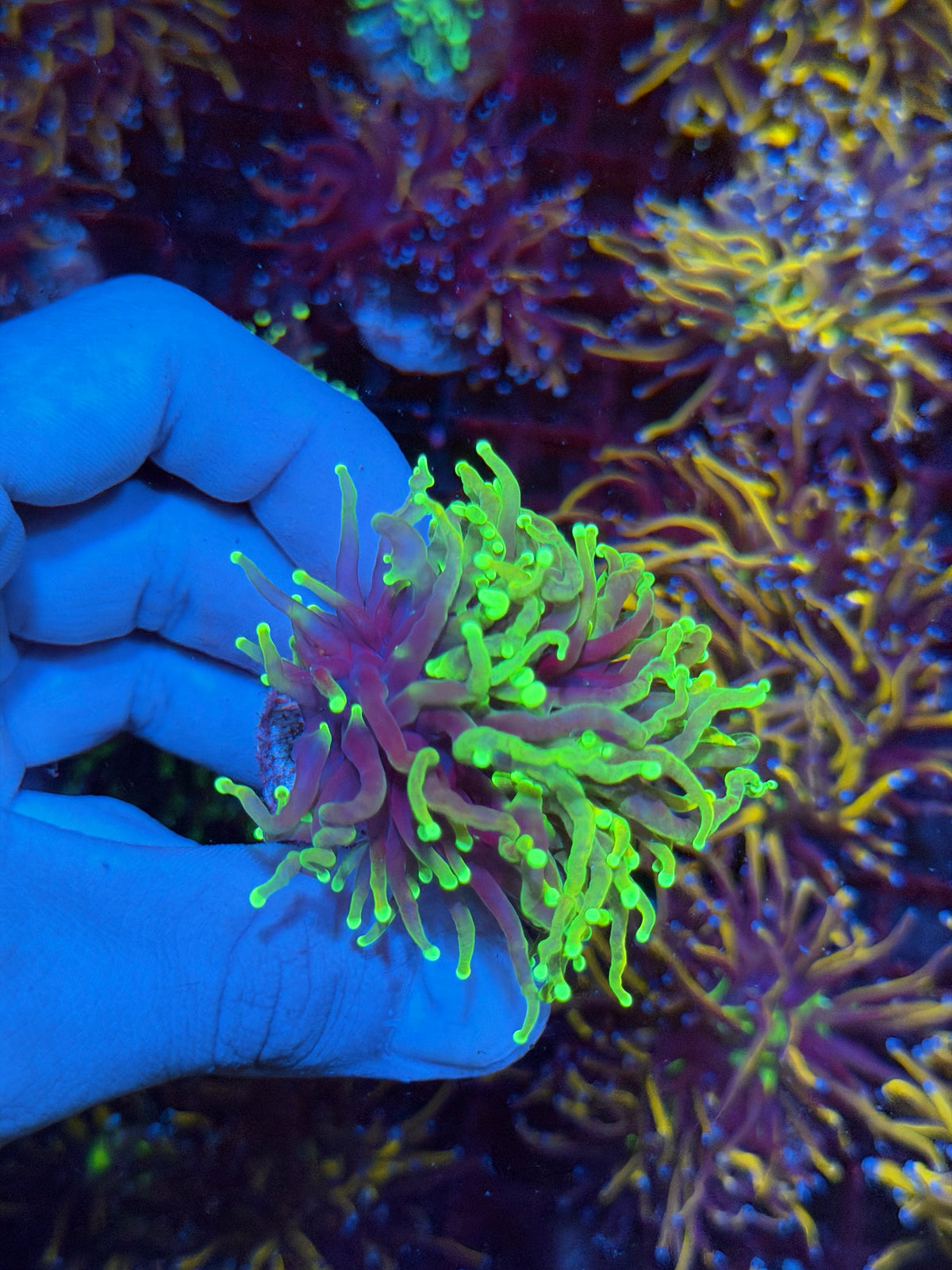 JEA Glostick Torch Coral 1 XL Head Splitting 11/2