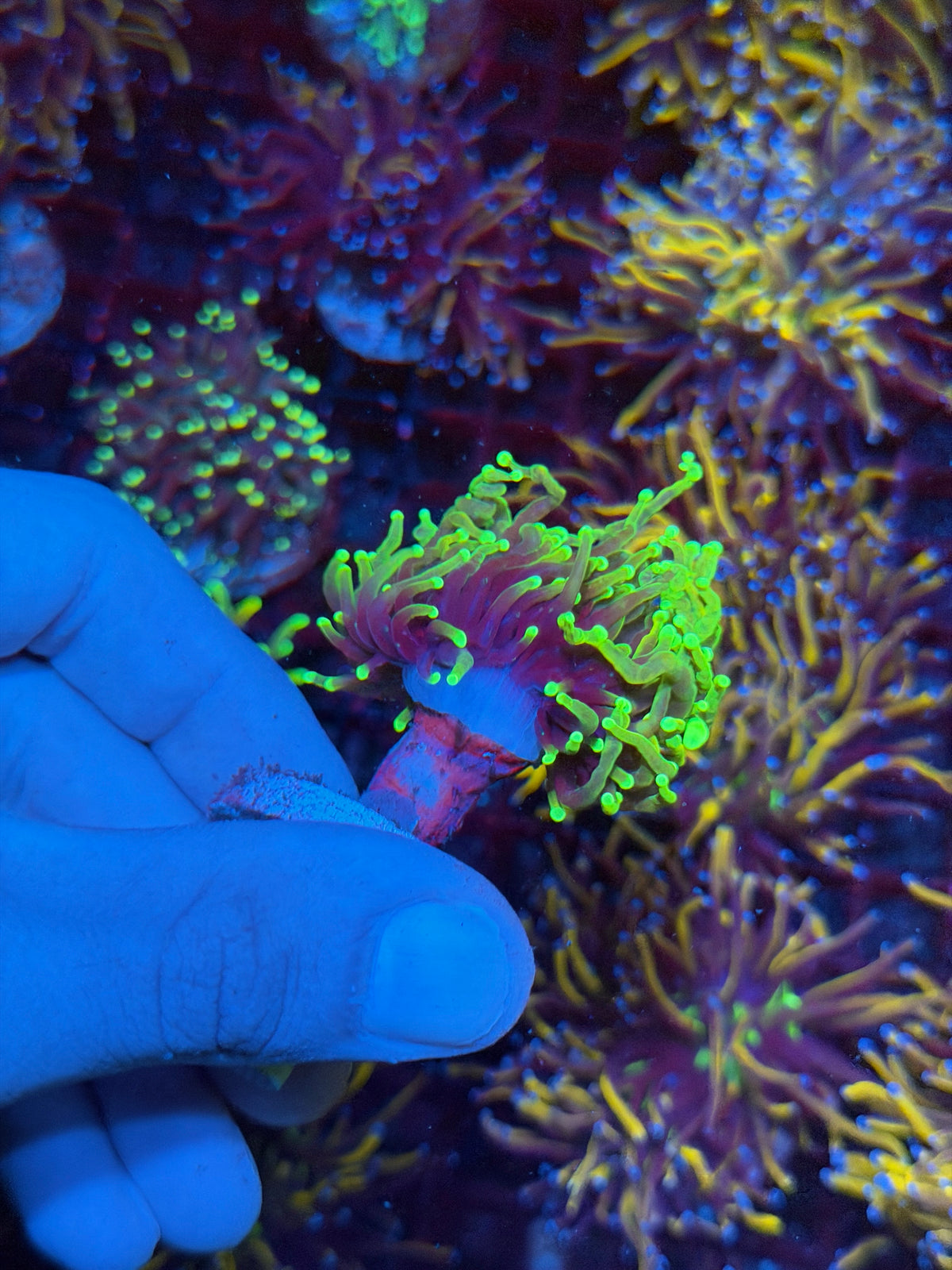 JEA Glostick Torch Coral 1 XL Head Splitting 11/2