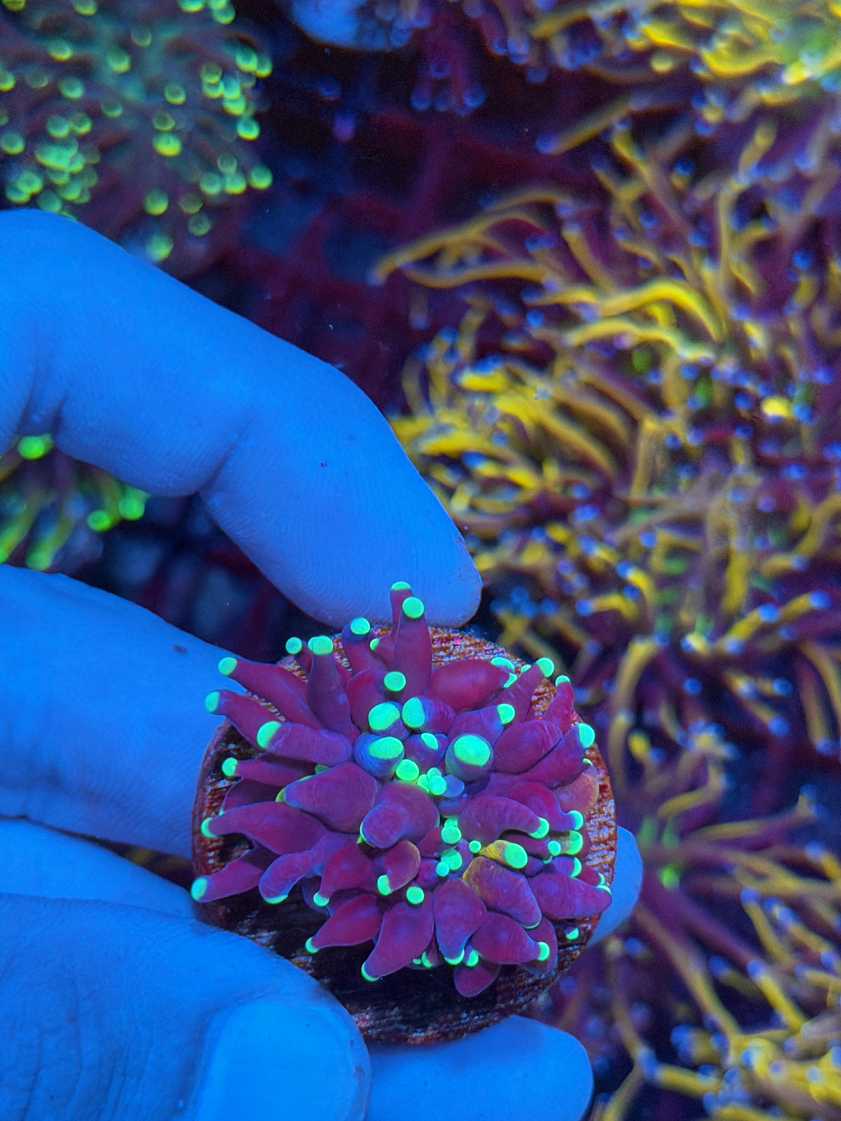 JEA Grafted Tiger Torch Coral 1 Head 11/1