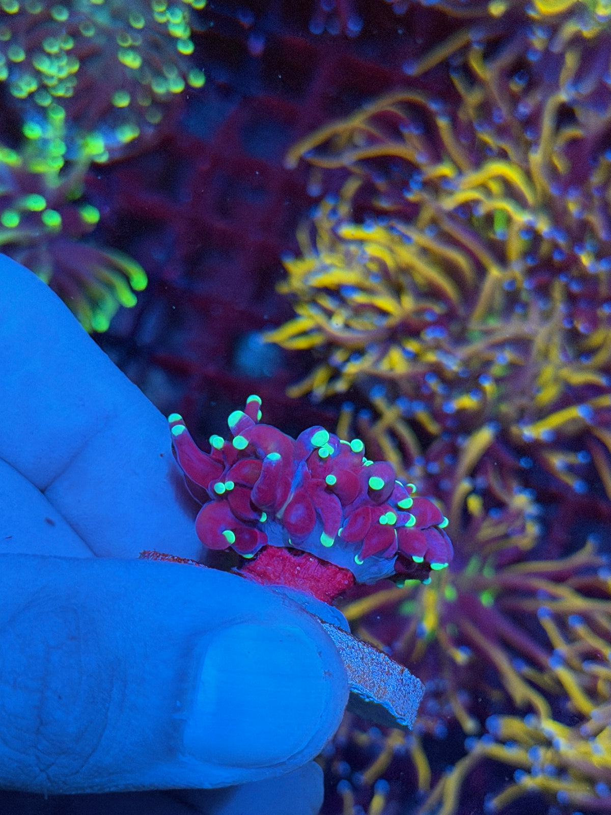 JEA Grafted Tiger Torch Coral 1 Head 11/1