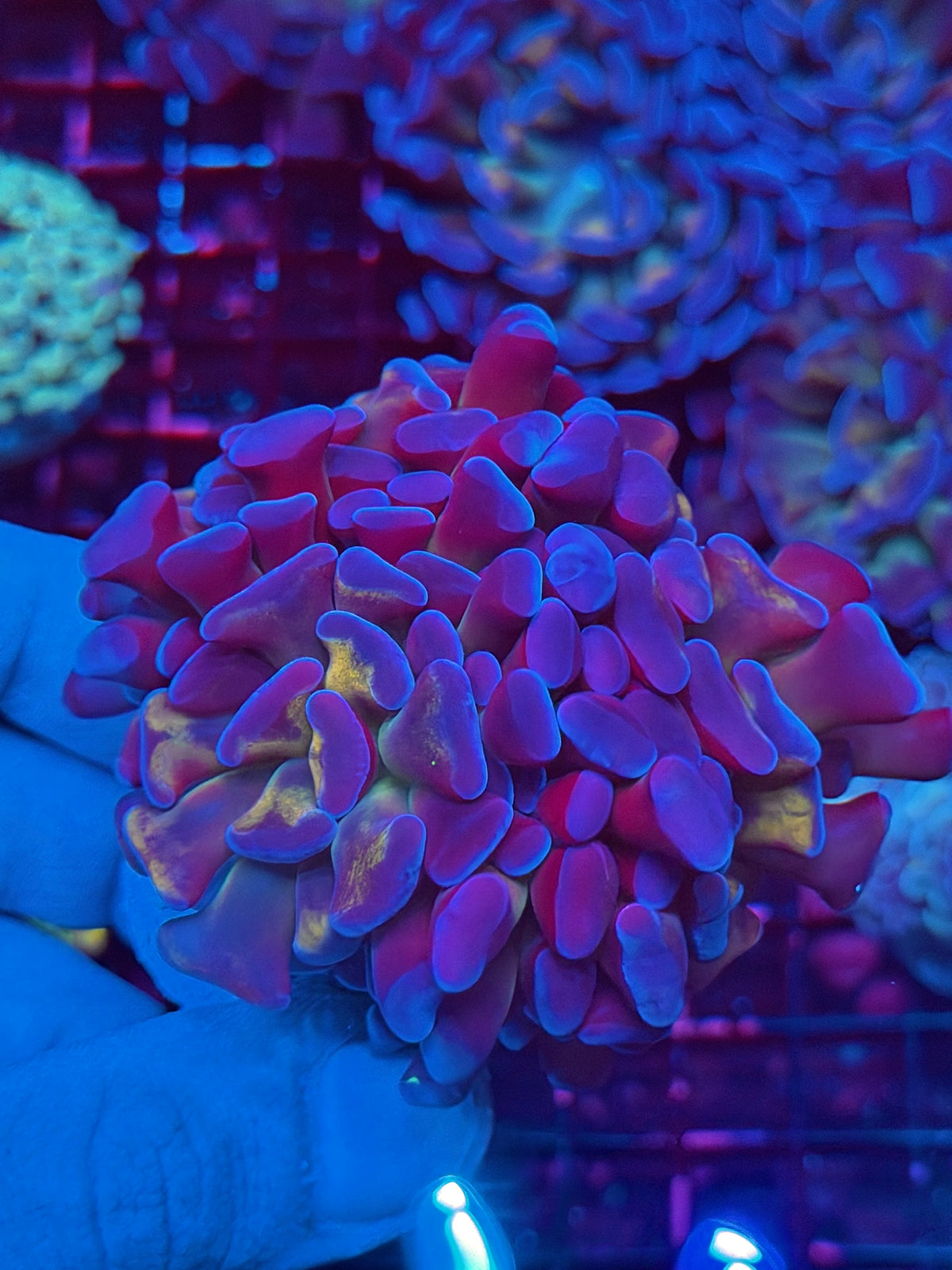 JEA Freakshow Hammer Coral Splitting to 3 XXL Aquacultured 11/1
