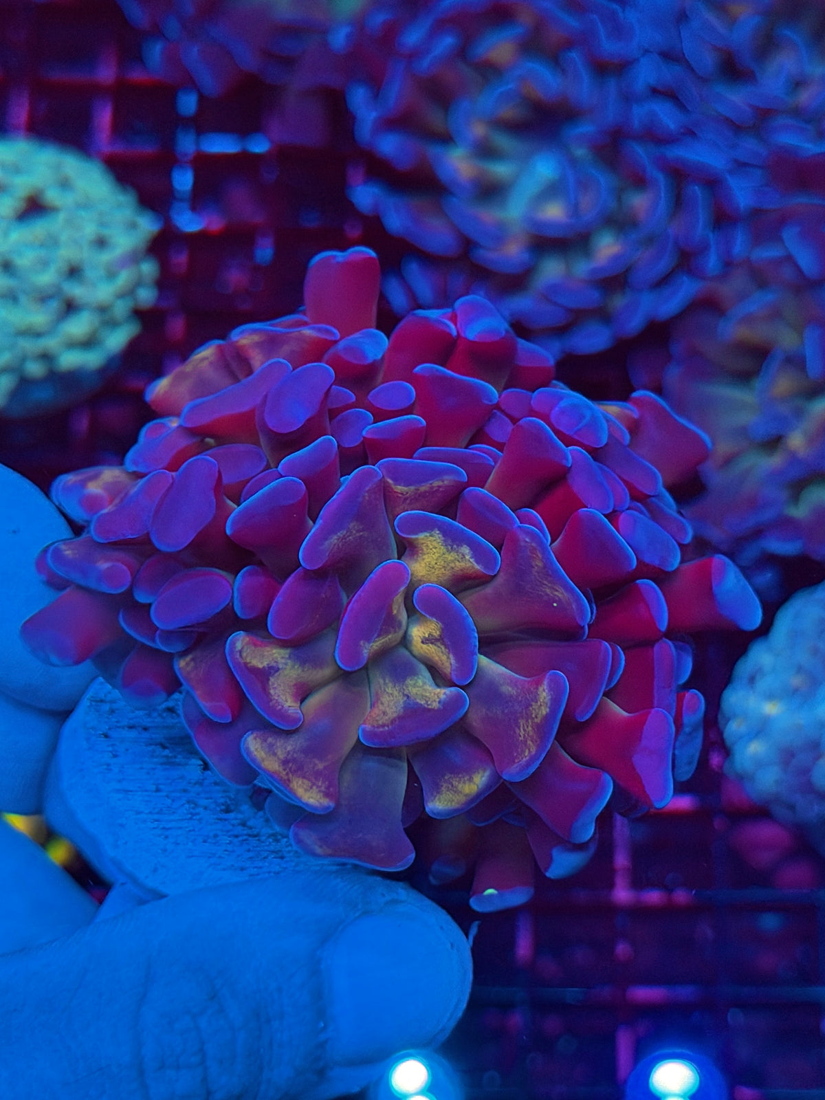 JEA Freakshow Hammer Coral Splitting to 3 XXL Aquacultured 11/1