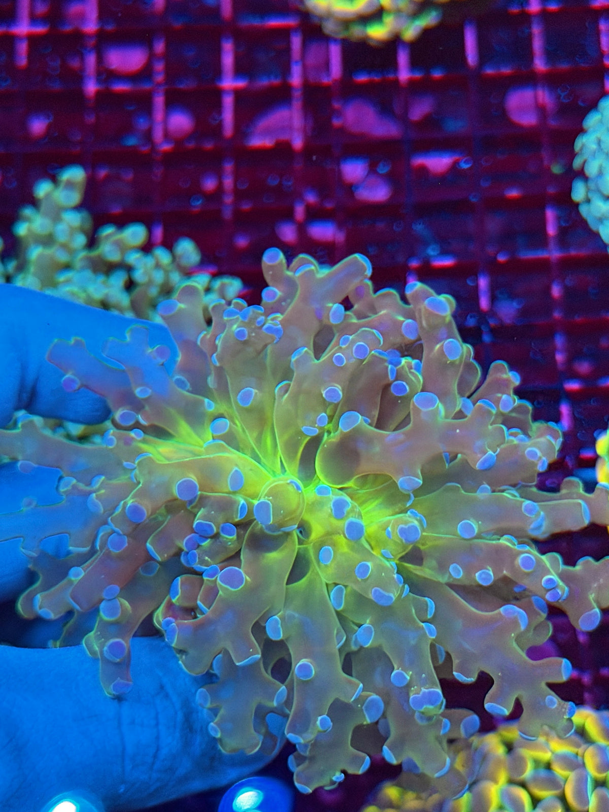 JEA Holy Relic Frogspawn Coral 1 XXL Head Collectors Piece 11/2