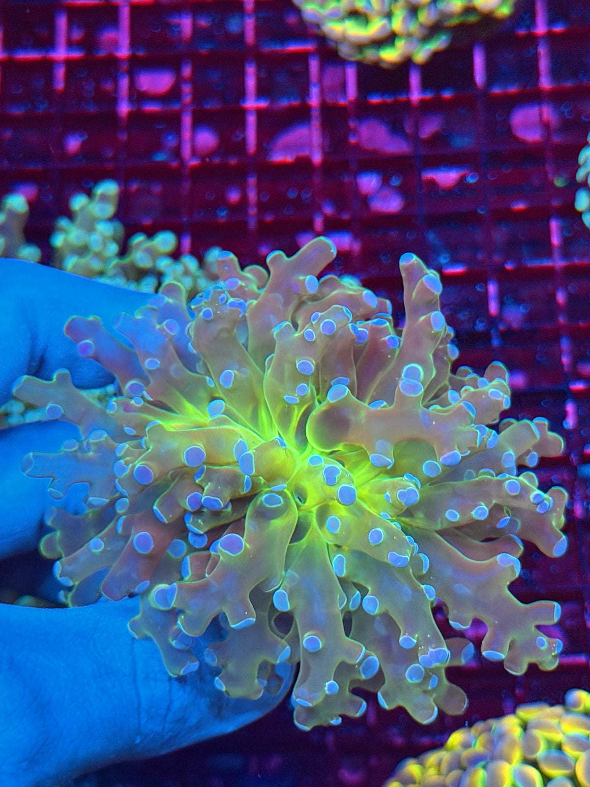 JEA Holy Relic Frogspawn Coral 1 XXL Head Collectors Piece 11/2
