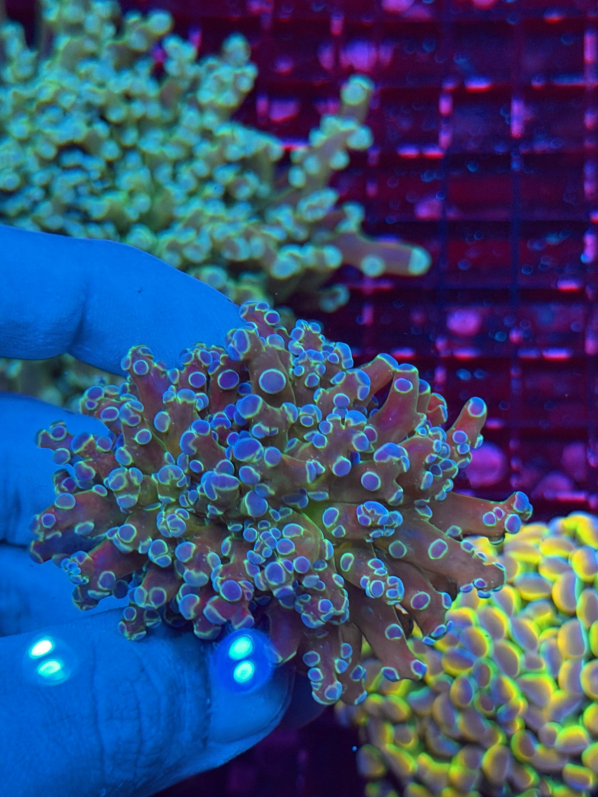 JEA Blue Magic Frogspawn Coral 1 XXL Head Splitting 11/2