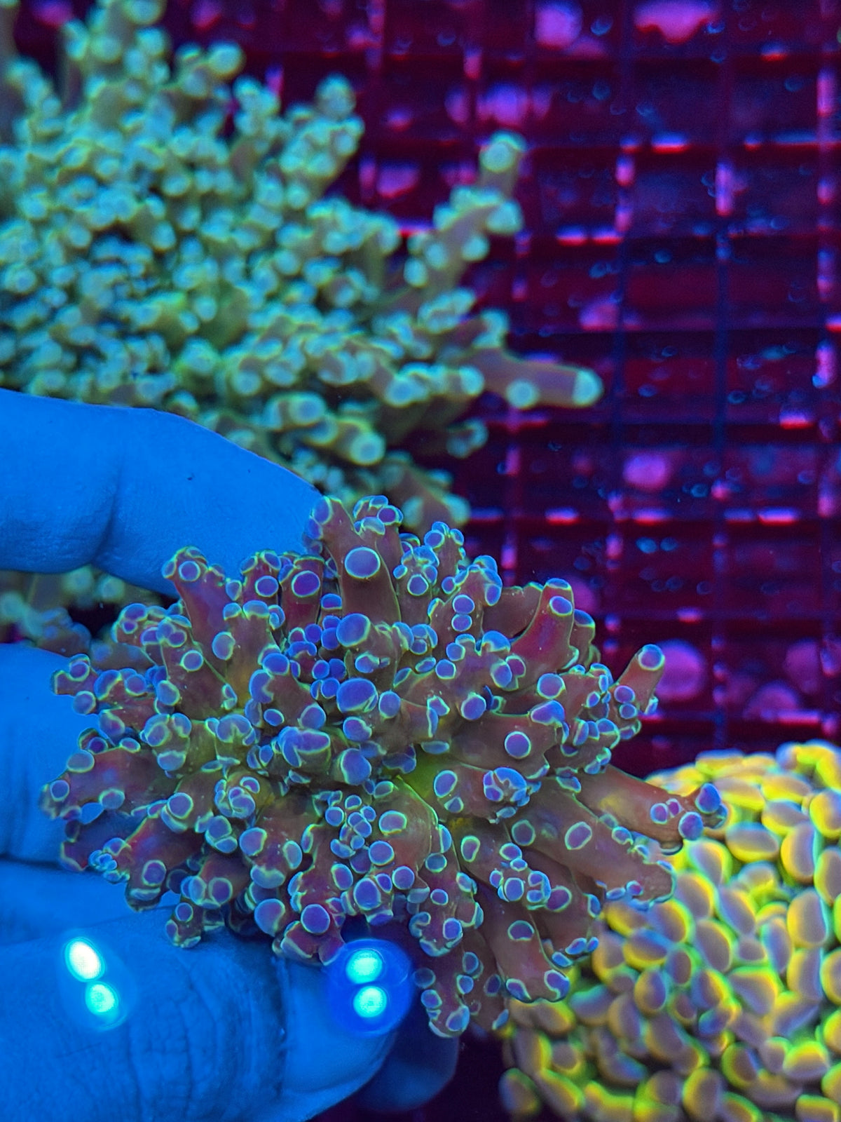 JEA Blue Magic Frogspawn Coral 1 XXL Head Splitting 11/2