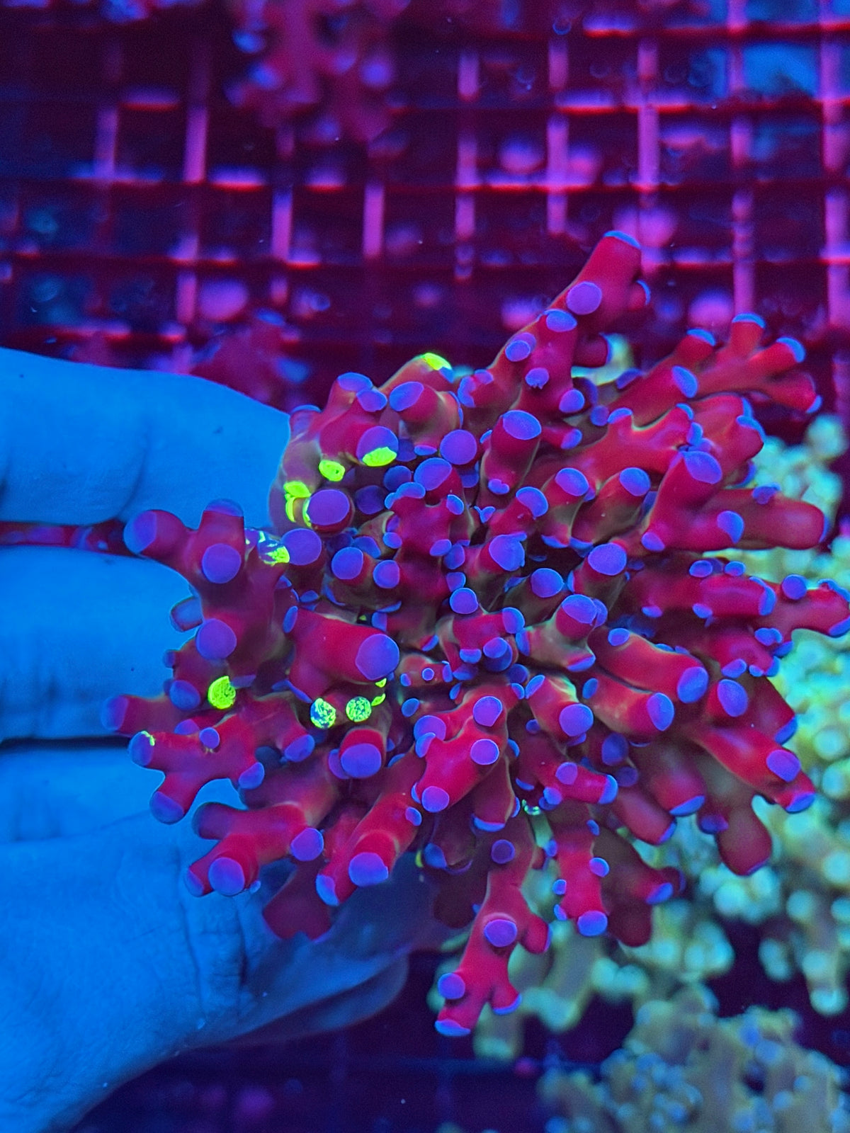JEA Grafted Mardi Gras Frogspawn Coral 1 XL Head 11/2