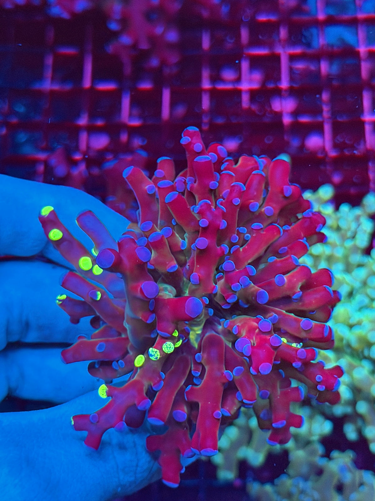 JEA Grafted Mardi Gras Frogspawn Coral 1 XL Head 11/2