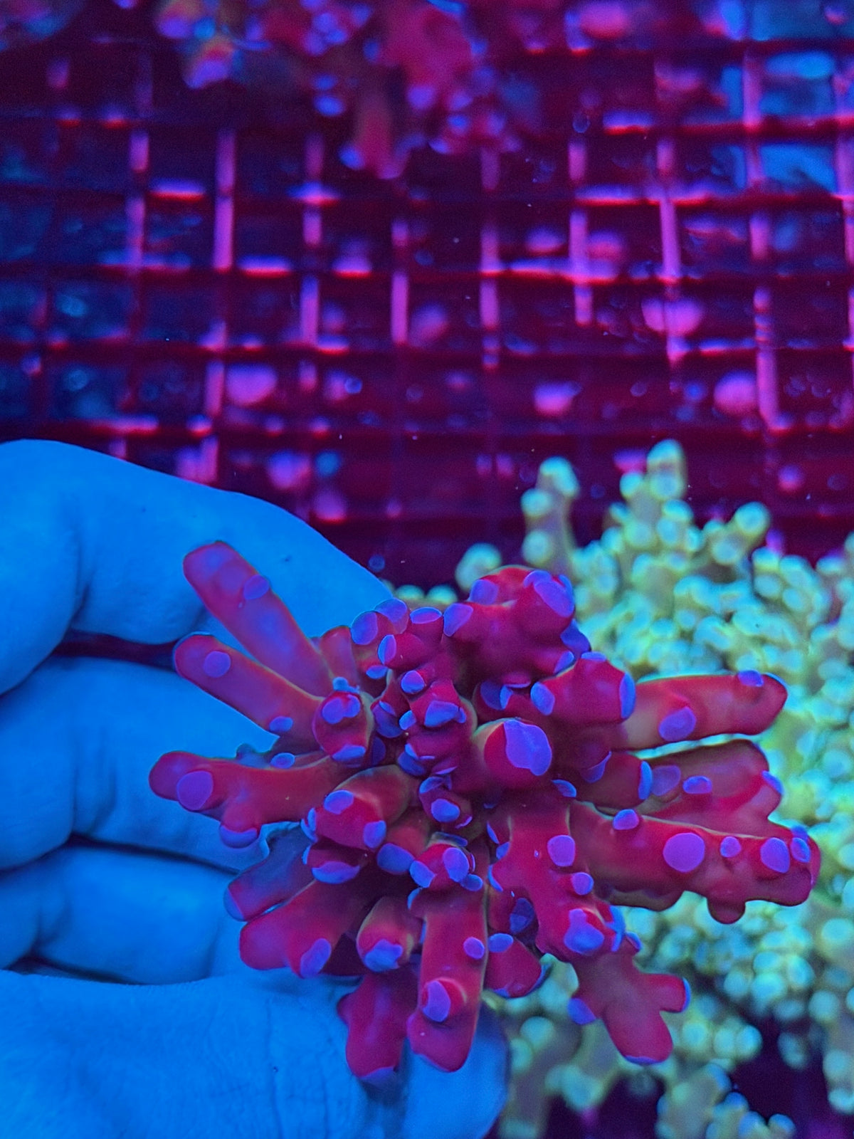 JEA Mardi Gras Frogspawn Coral 1 XL Head 11/1