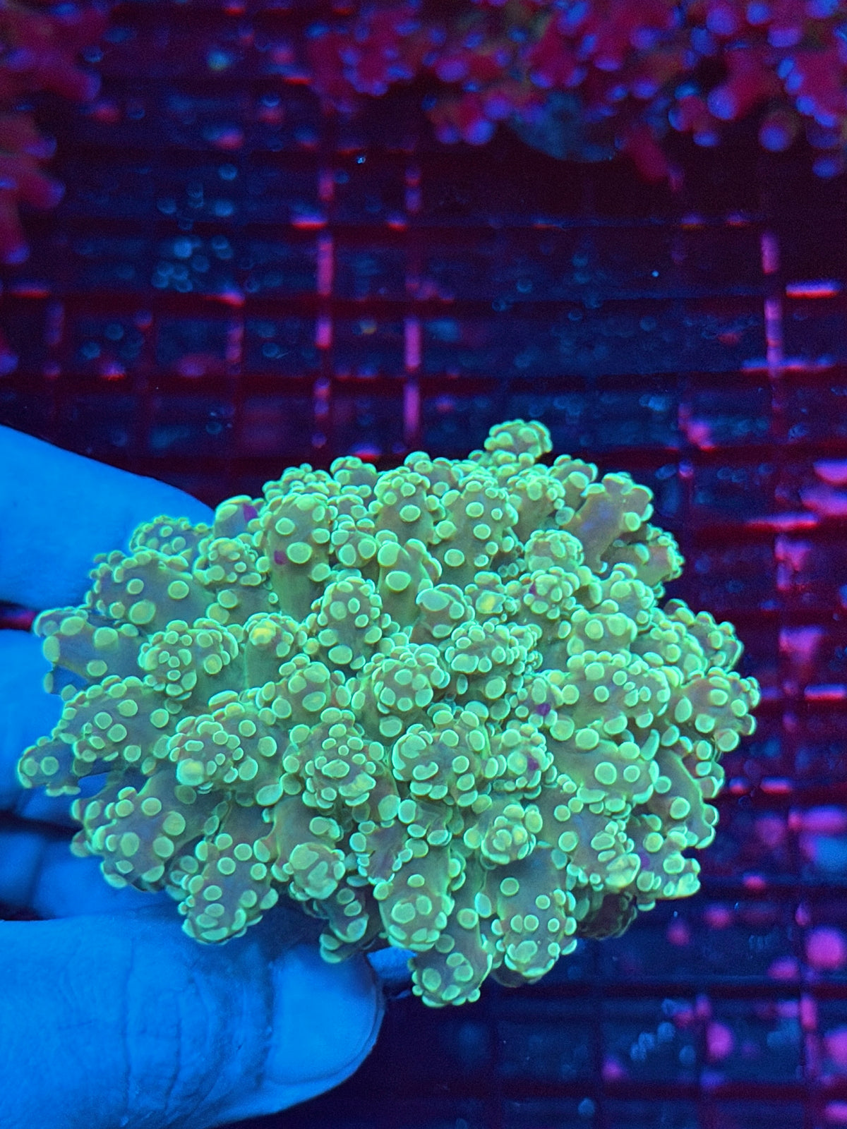 JEA Kermit Frogspawn Coral 2 Heads Splitting Xl 11/1