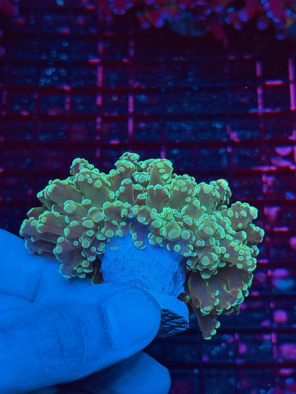 JEA Kermit Frogspawn Coral 2 Heads Splitting Xl 11/1