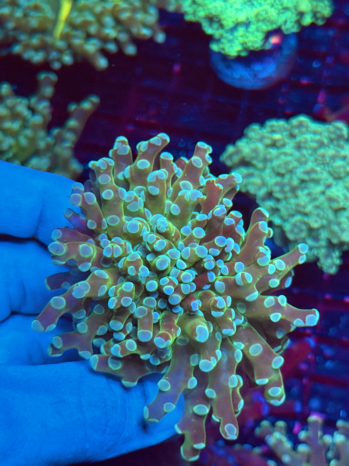 JEA Cloud 9 Frogspawn Coral 2 Heads XL 11/1
