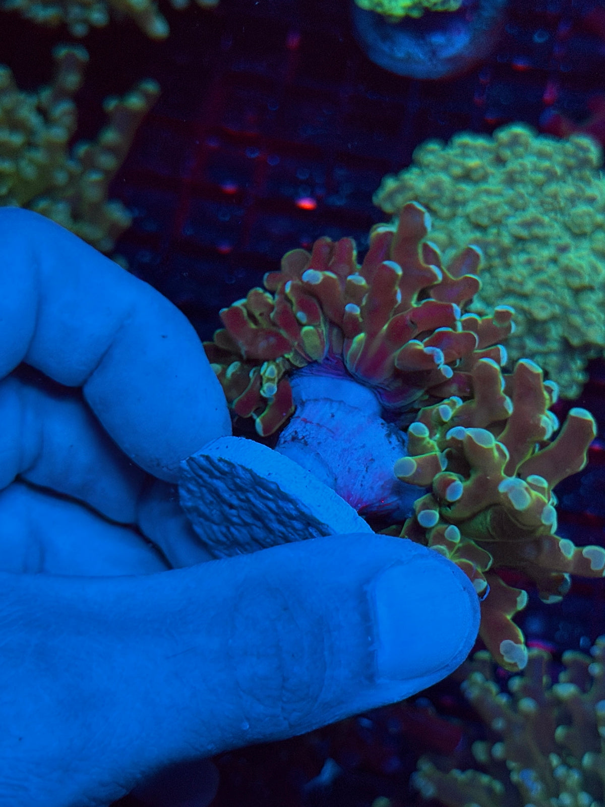 JEA Cloud 9 Frogspawn Coral 2 Heads XL 11/1