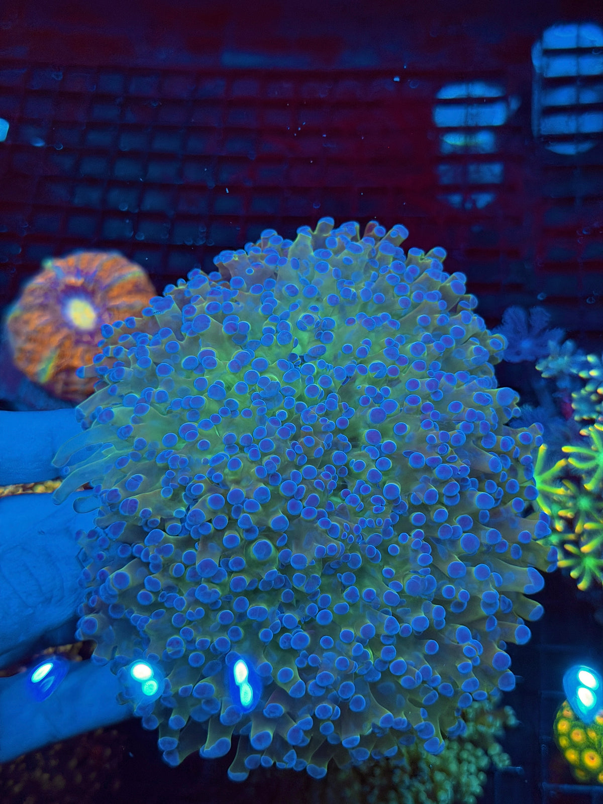 Insane Holy Relic Wall Frogspawn Coral XXXL Show Piece 11/2