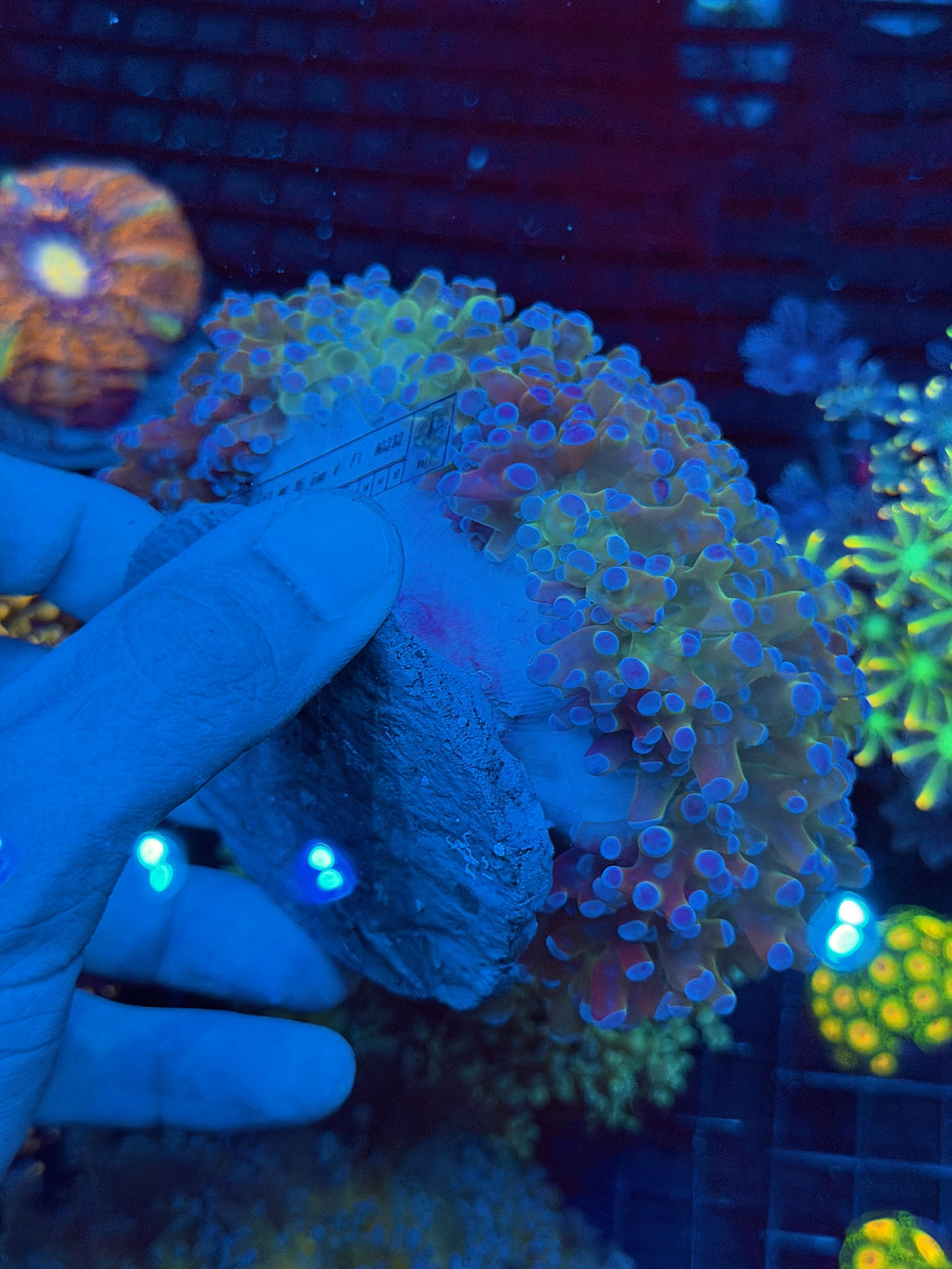 Insane Holy Relic Wall Frogspawn Coral XXXL Show Piece 11/2
