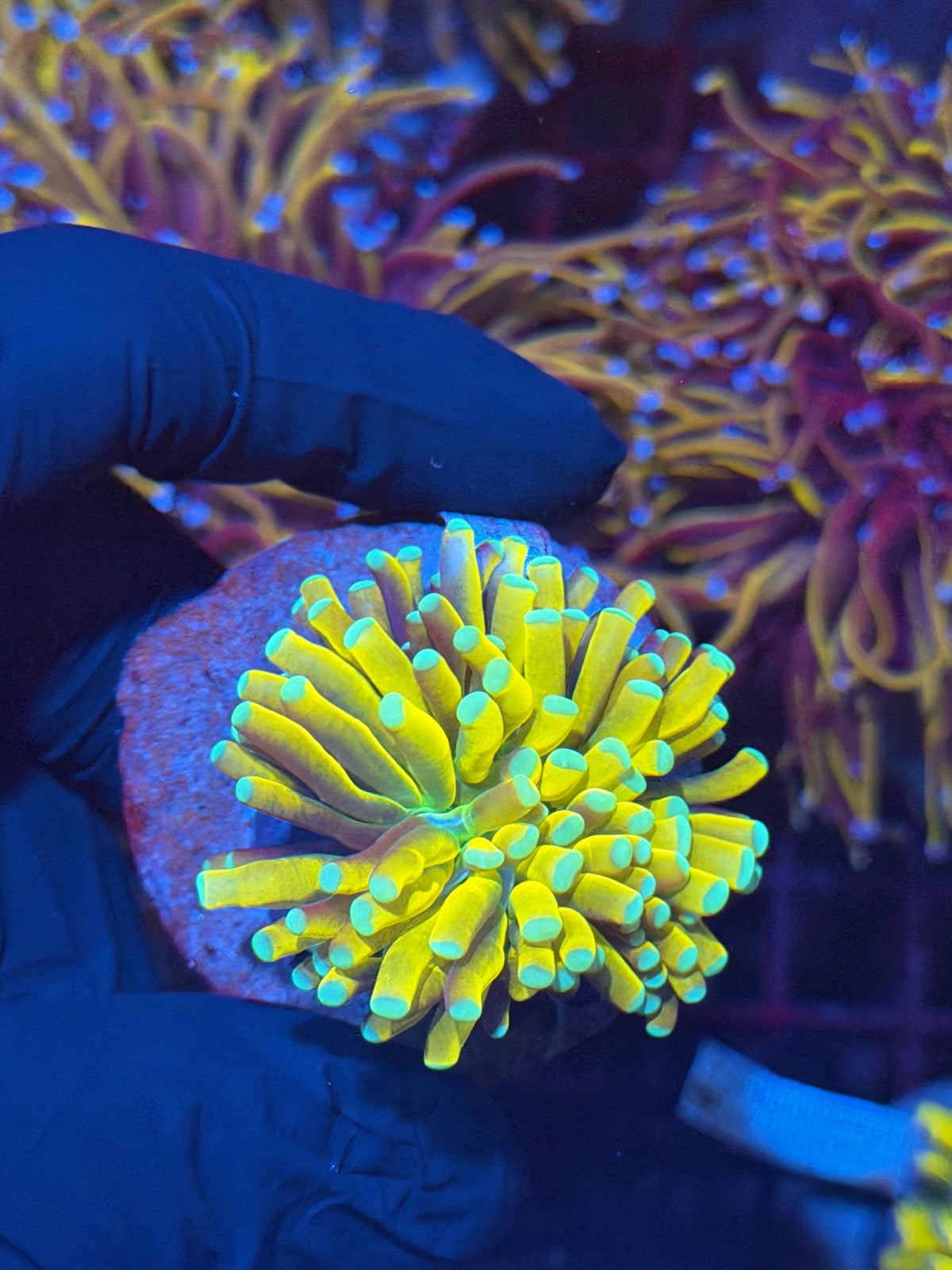 JEA Banana Torch Coral 1 Head XL Collectors Piece 11/2