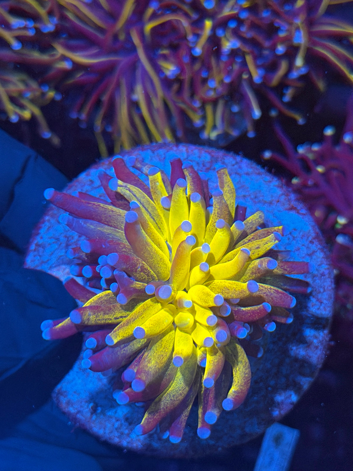 JEA Grafted Orange Tiger Torch Coral 1 XXL Head 11/2