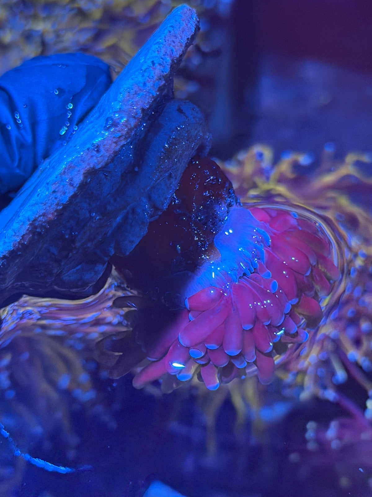 JEA Grafted Orange Tiger Torch Coral 1 XXL Head 11/2