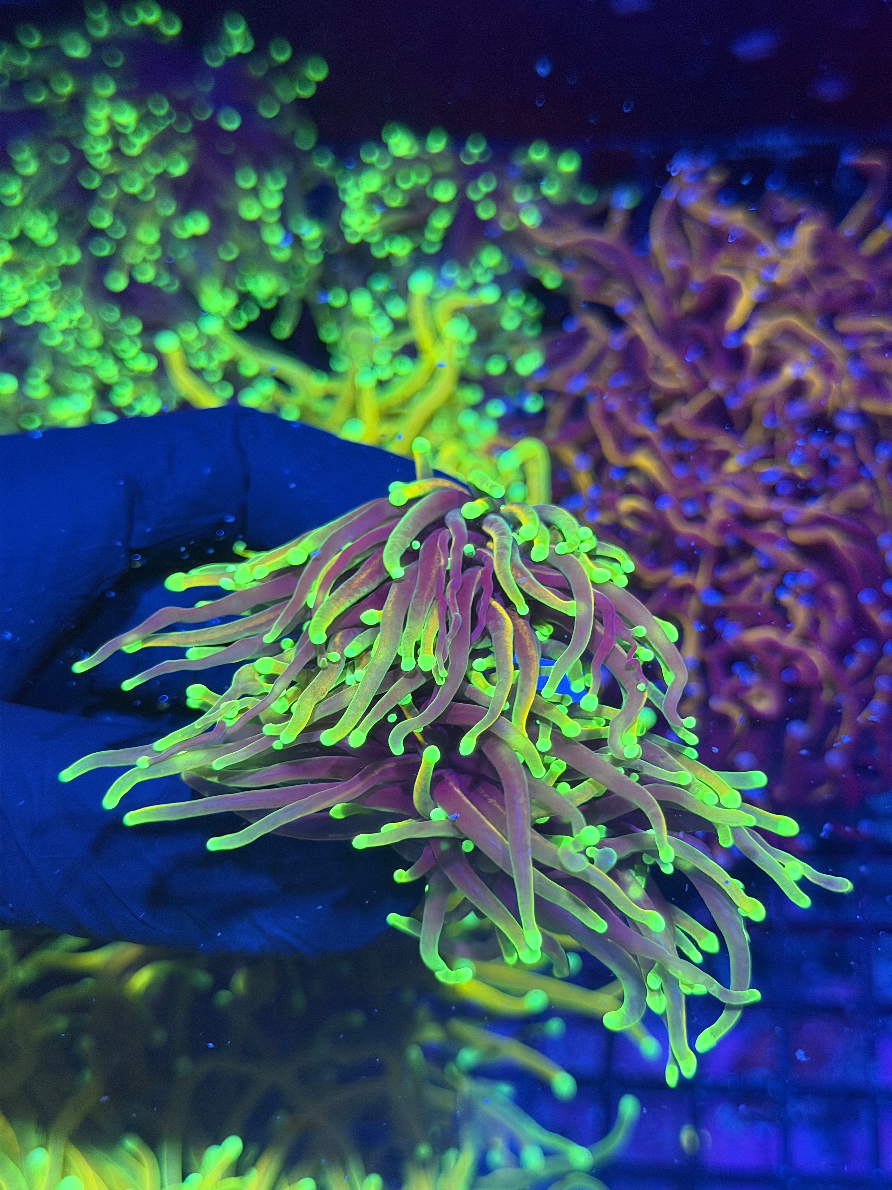 JEA Dragon Fire Torch Coral 2 Heads Splitting to 4 XL 7/31