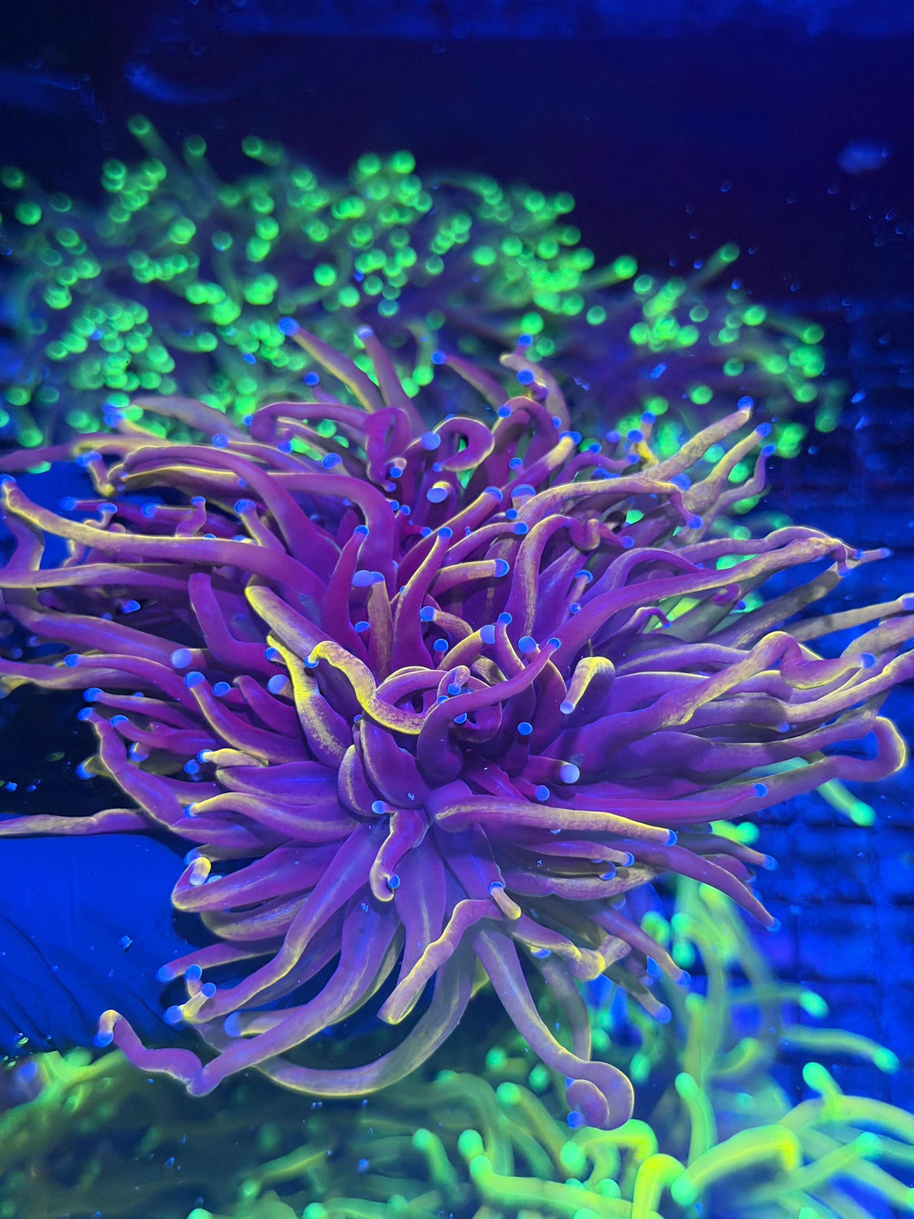 JEA Orange Peel Torch Coral 3 XXXL Heads Show Size 8/1