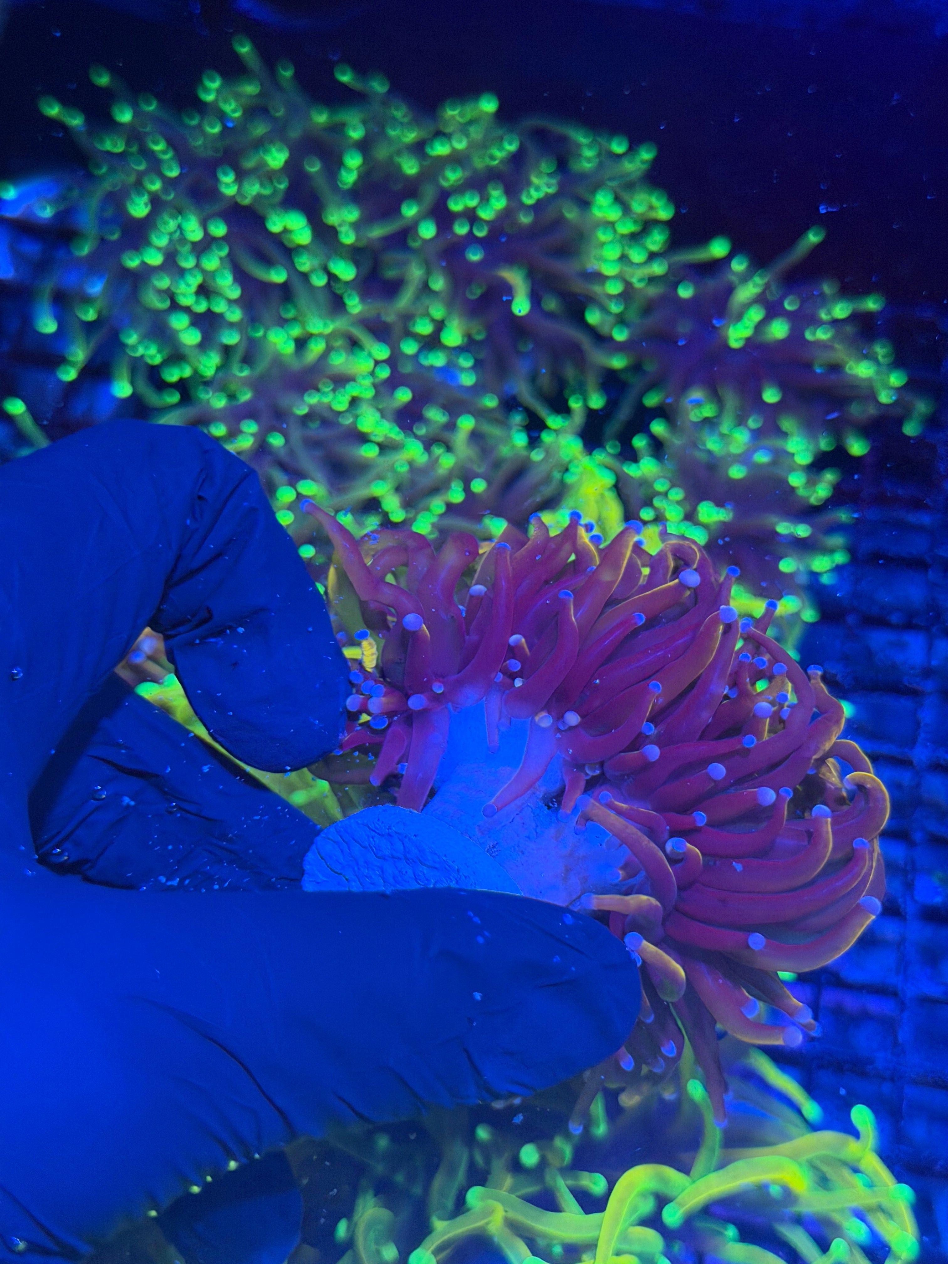 JEA Orange Peel Torch Coral 3 XXXL Heads Show Size 8/1