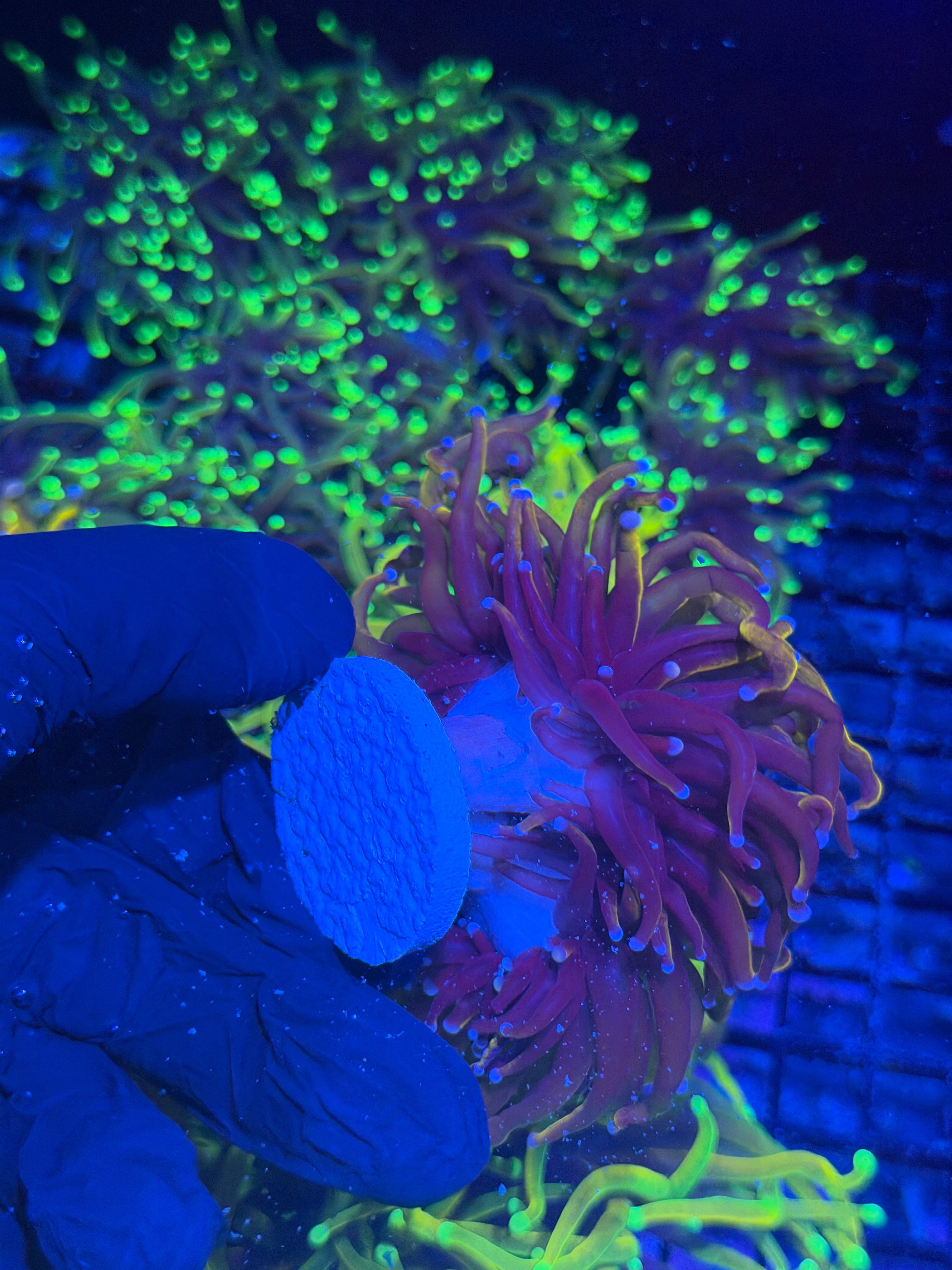 JEA Orange Peel Torch Coral 3 XXXL Heads Show Size 8/1