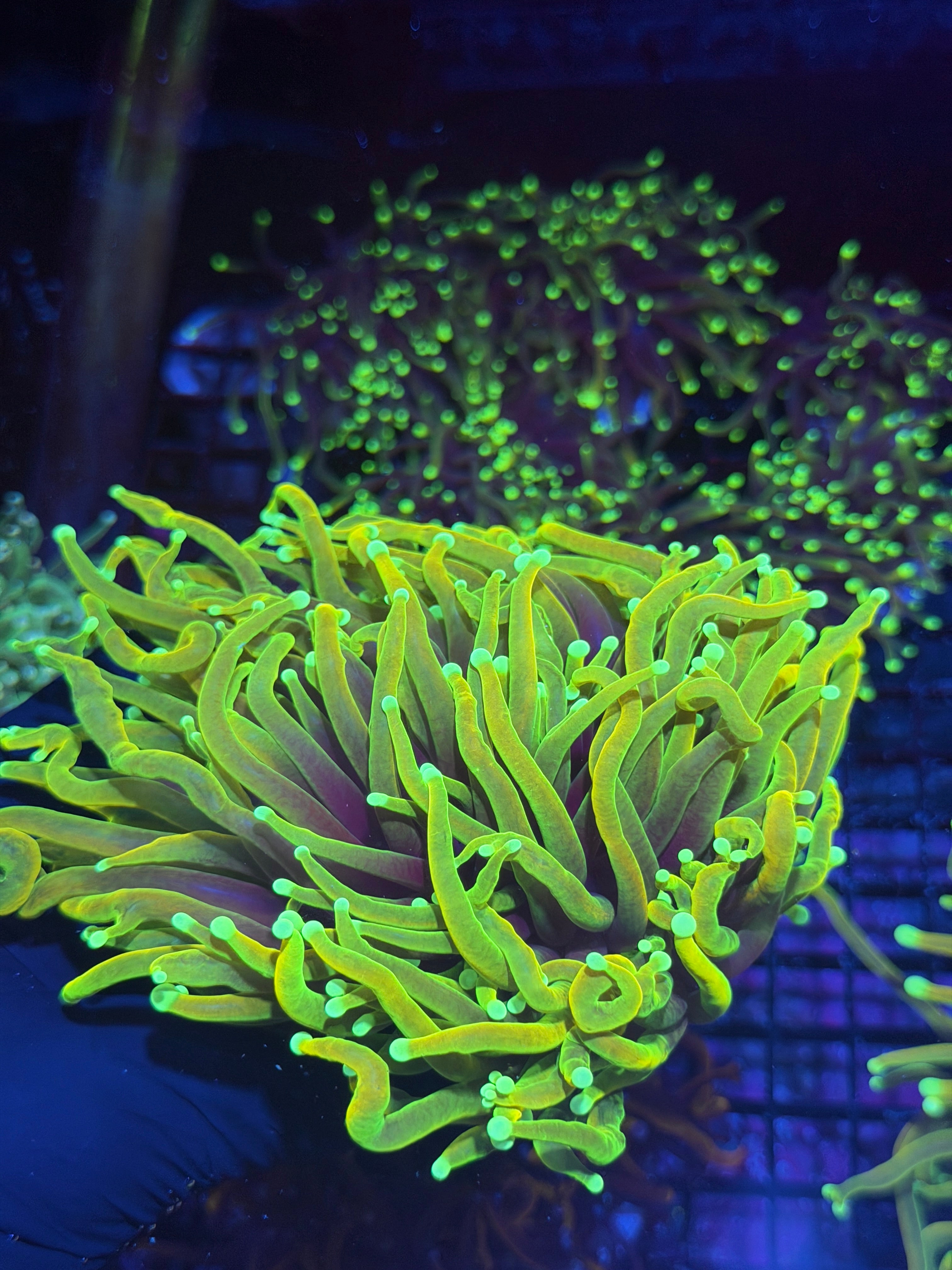 JEA Hellfire Torch Coral 2 XXXL Splitting to 3 Heads Show Sized 8/1