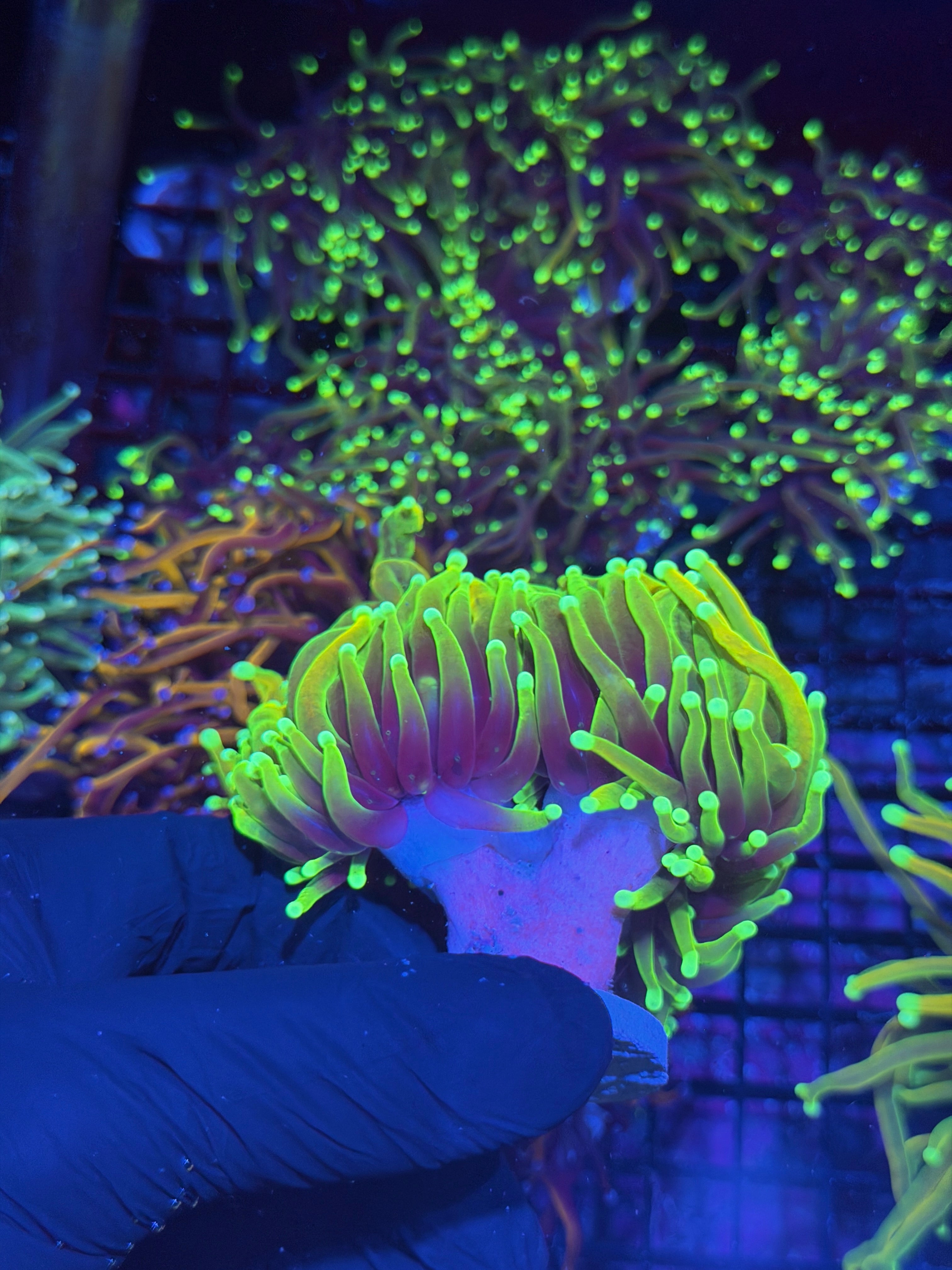 JEA Hellfire Torch Coral 2 XXXL Splitting to 3 Heads Show Sized 8/1