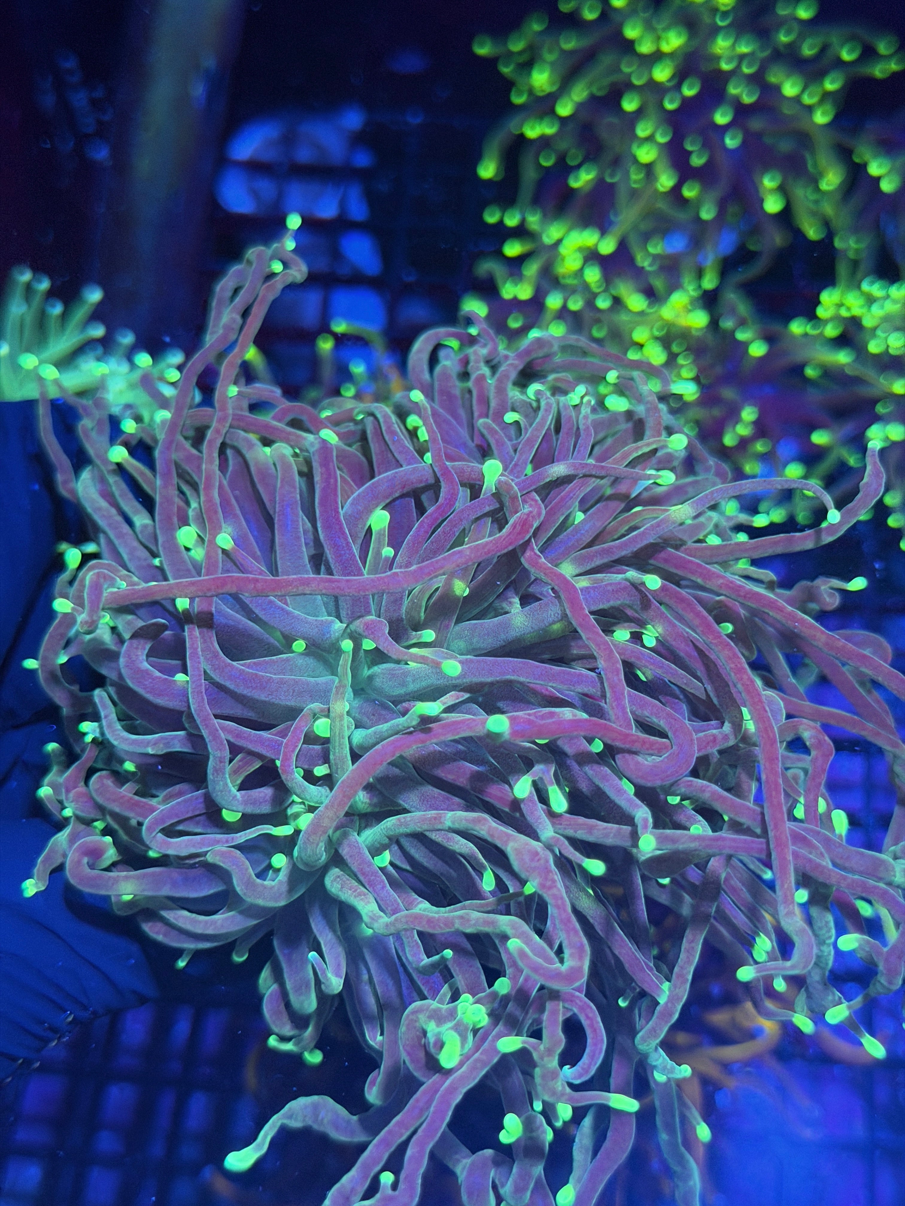 JEA Emerald Reaper Torch Coral 4 Heads XXXL Show Piece *New Release* 8/1