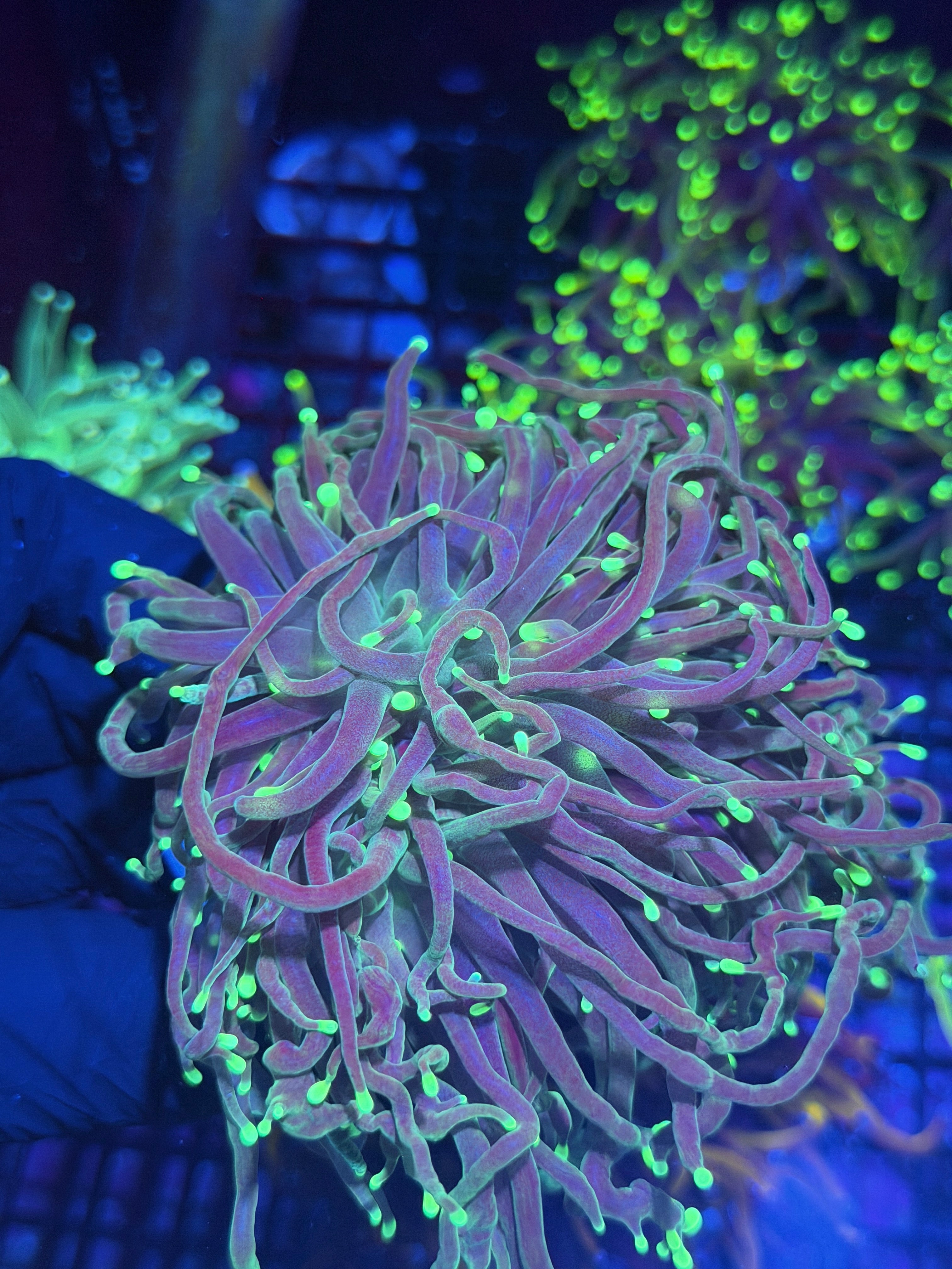 JEA Emerald Reaper Torch Coral 4 Heads XXXL Show Piece *New Release* 8/1