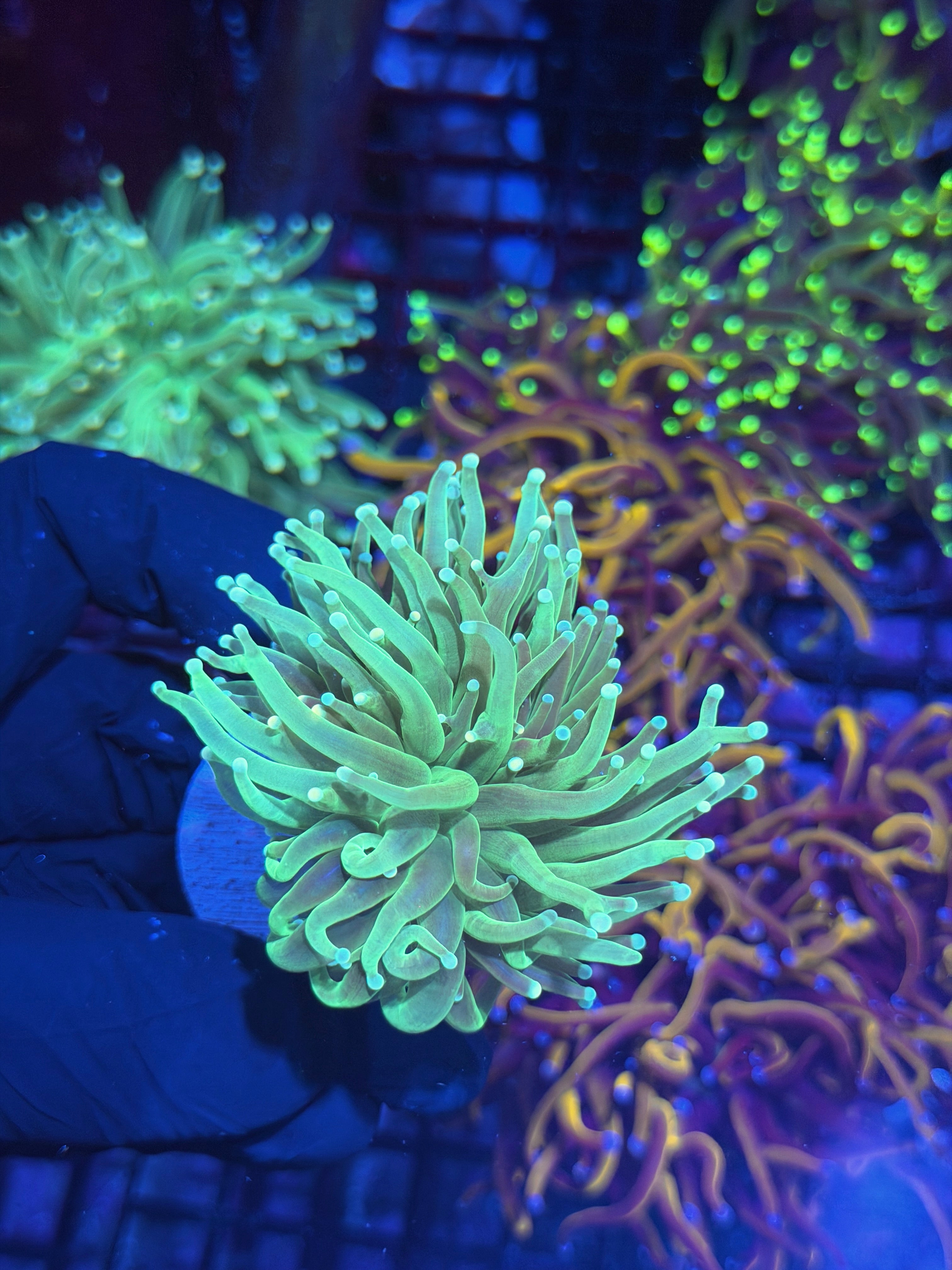 JEA Jedi Master Torch Coral 1 XXL Head Splitting 7/31