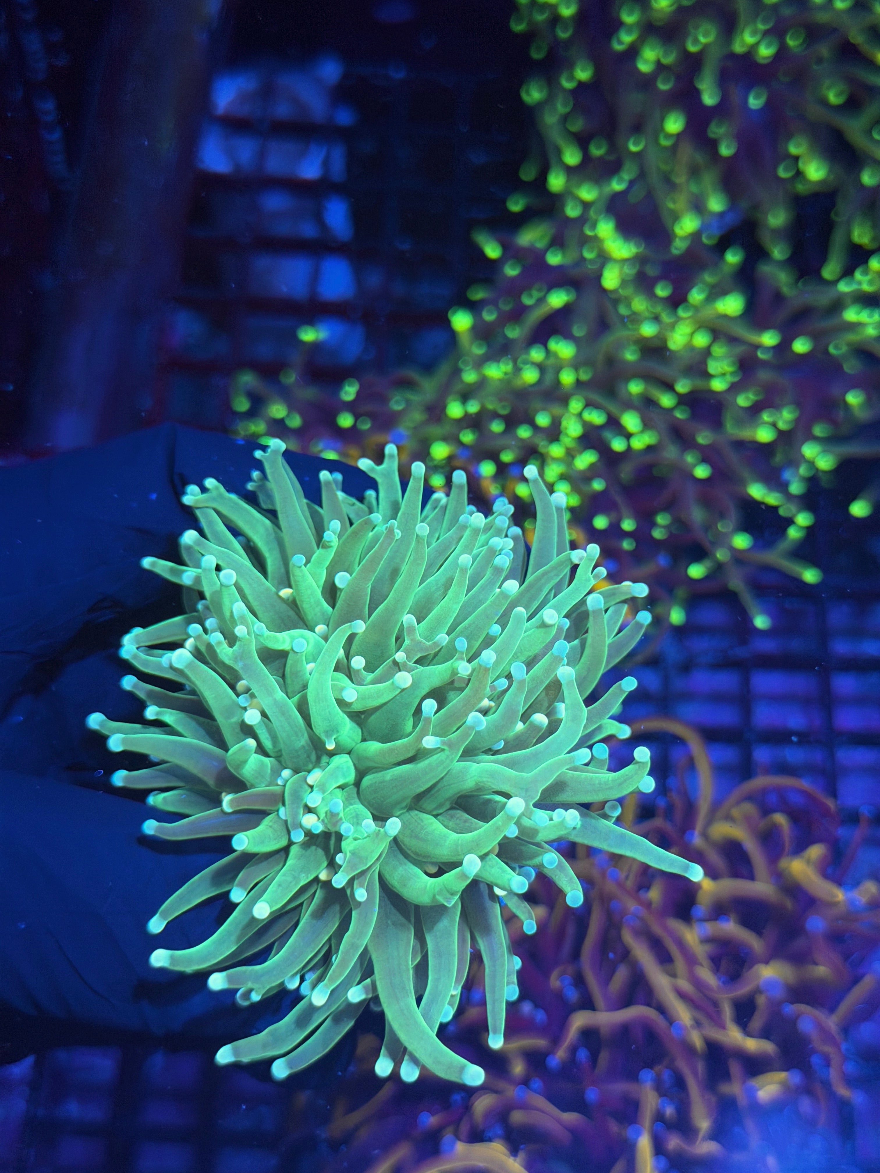 JEA Jedi Master Torch Coral 2 XXL Head Splitting 8/1