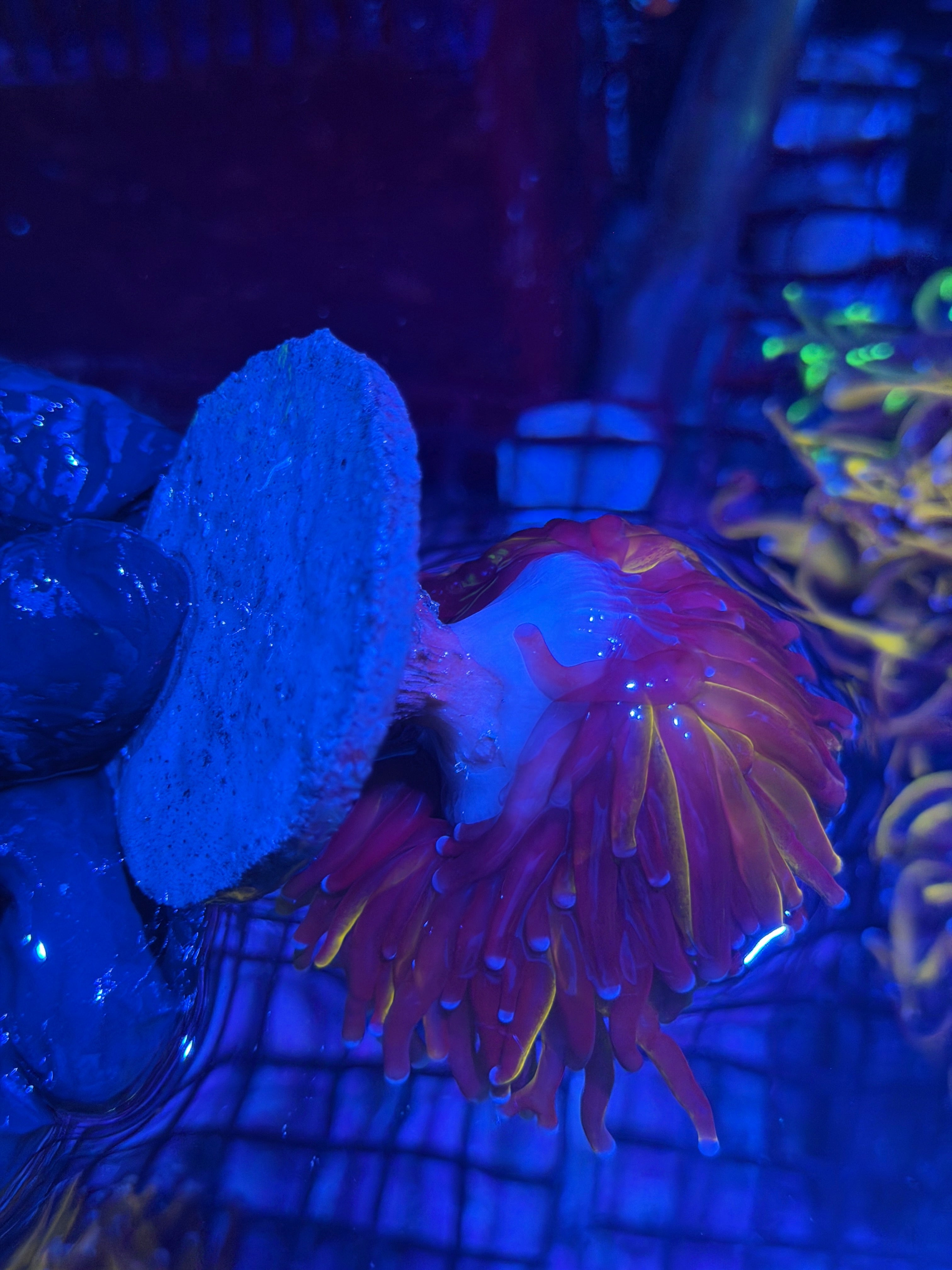 JEA Grafted Orange Tiger Torch Coral 1 XXXL Head Splitting SHOW PIECE 8/1