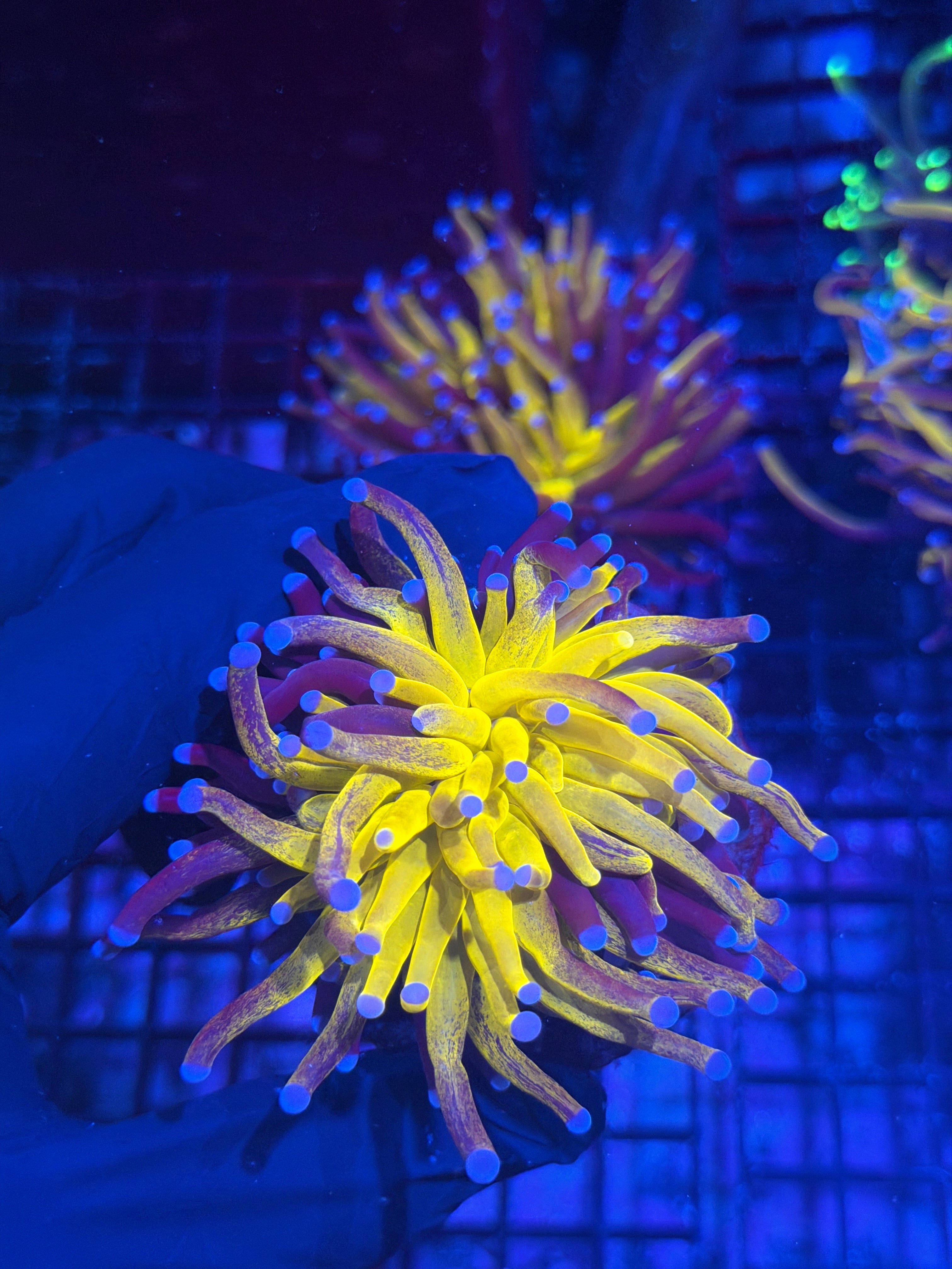 JEA Grafted Orange Tiger Torch Coral 1 XXL Head Show Piece 7/31