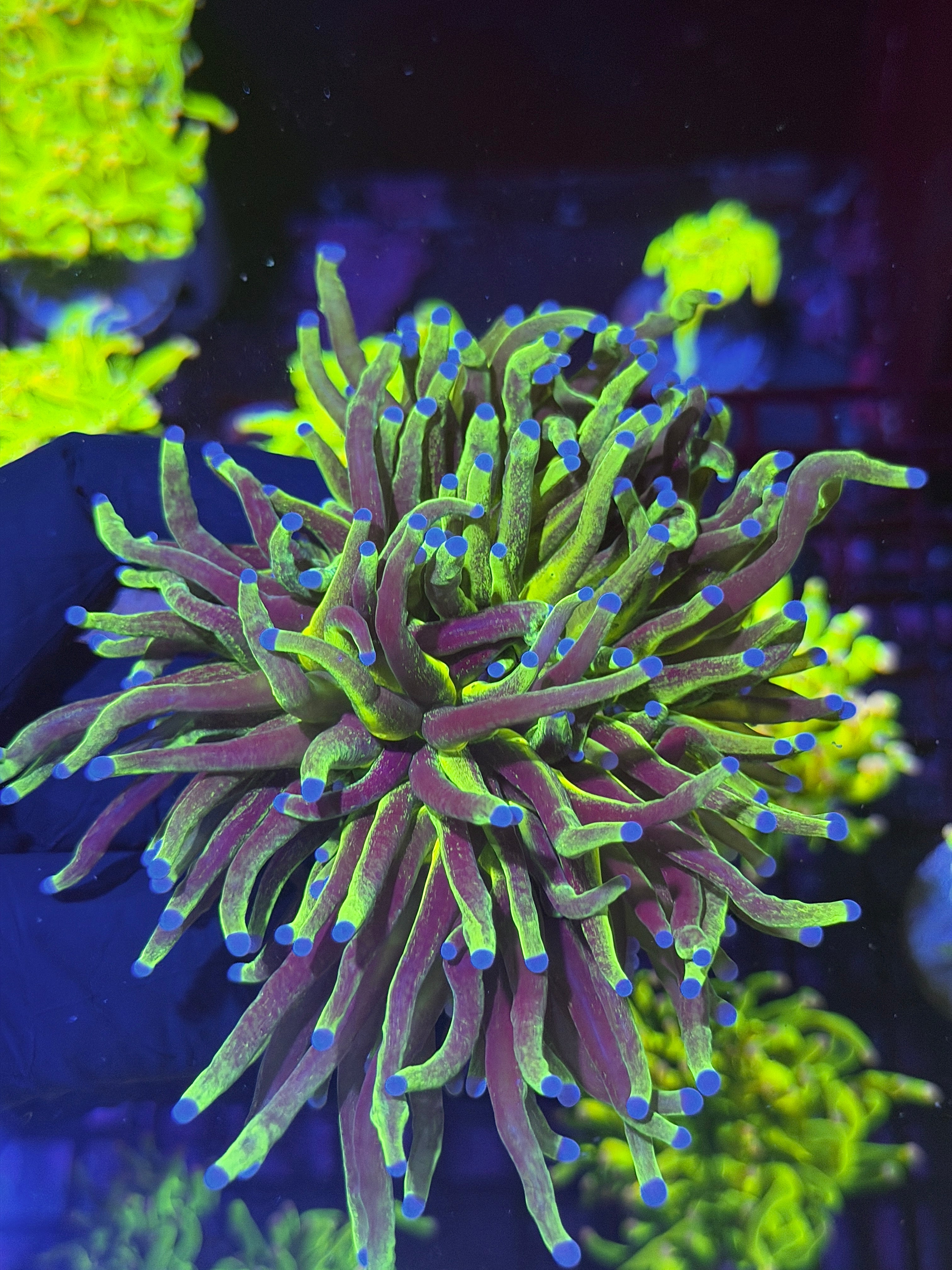 JEA Grafted 24K Holy Grail Torch Coral 2 XXXL Heads Splitting to 3 SHOW PIECE 8/1