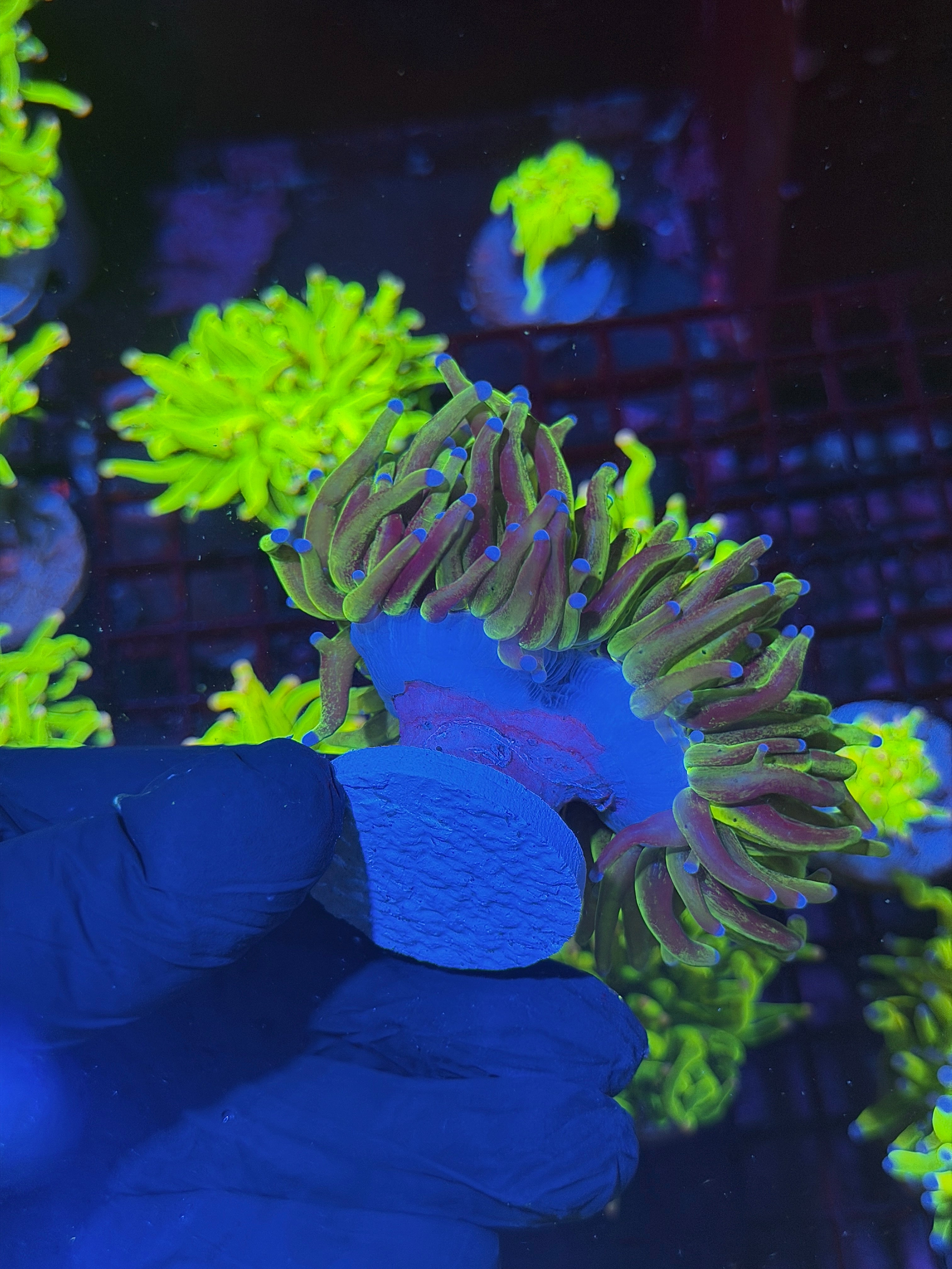 JEA Grafted 24K Holy Grail Torch Coral 2 XXXL Heads Splitting to 3 SHOW PIECE 8/1