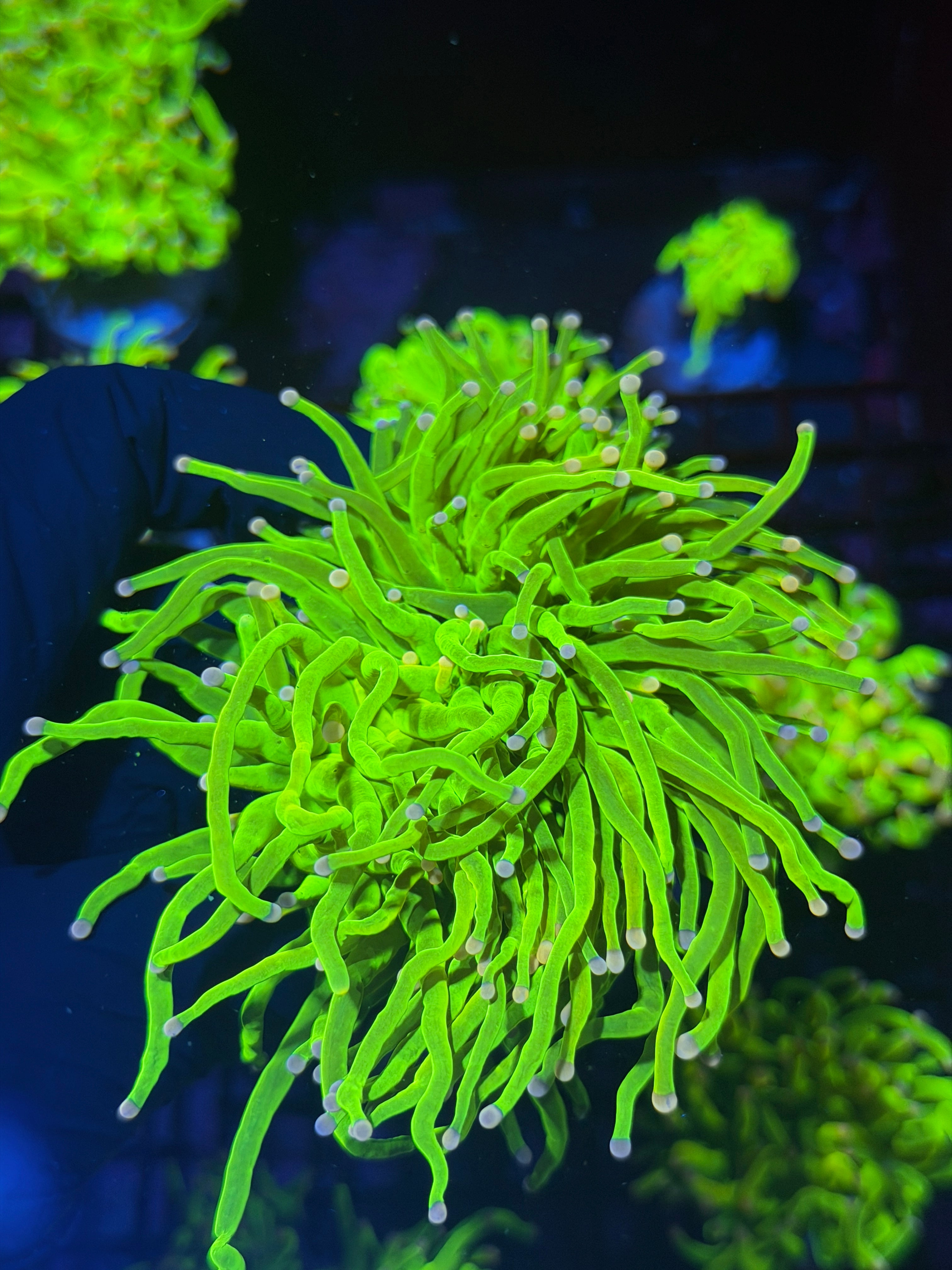JEA Skittles Holy Grail Torch Coral 2 XXXL Heads Show Piece ( Purple + Pink Tips) 8/1