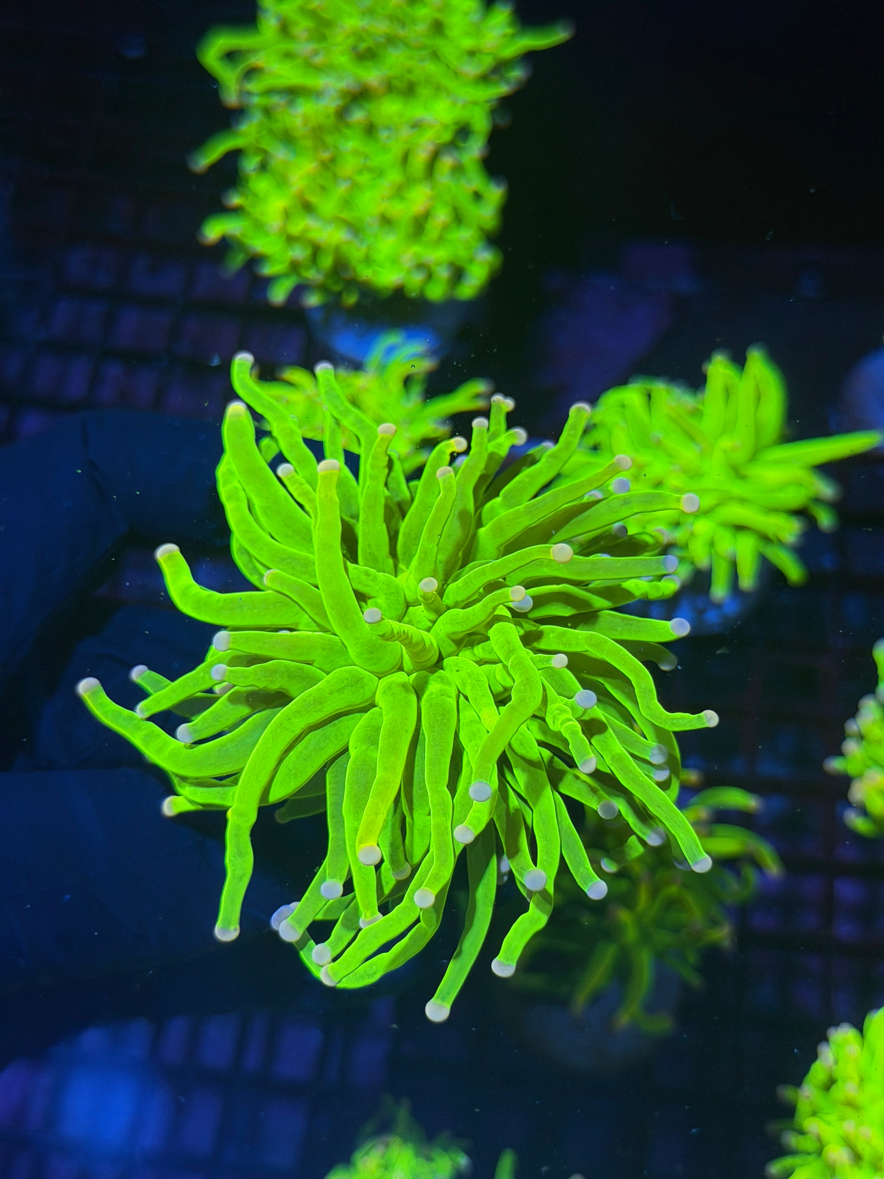JEA Skittles Holy Grail Coral Coral 1 XL Head (Purple + Pink Tips) 7/31