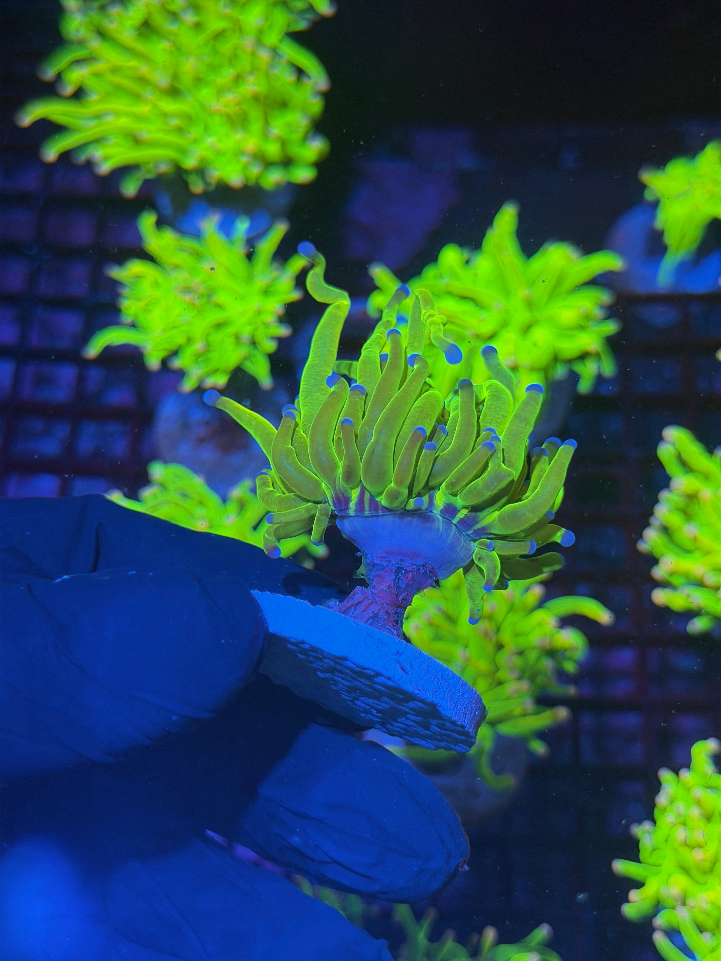 JEA 24K Holy Grail Torch Coral 1 Head XL 7/31