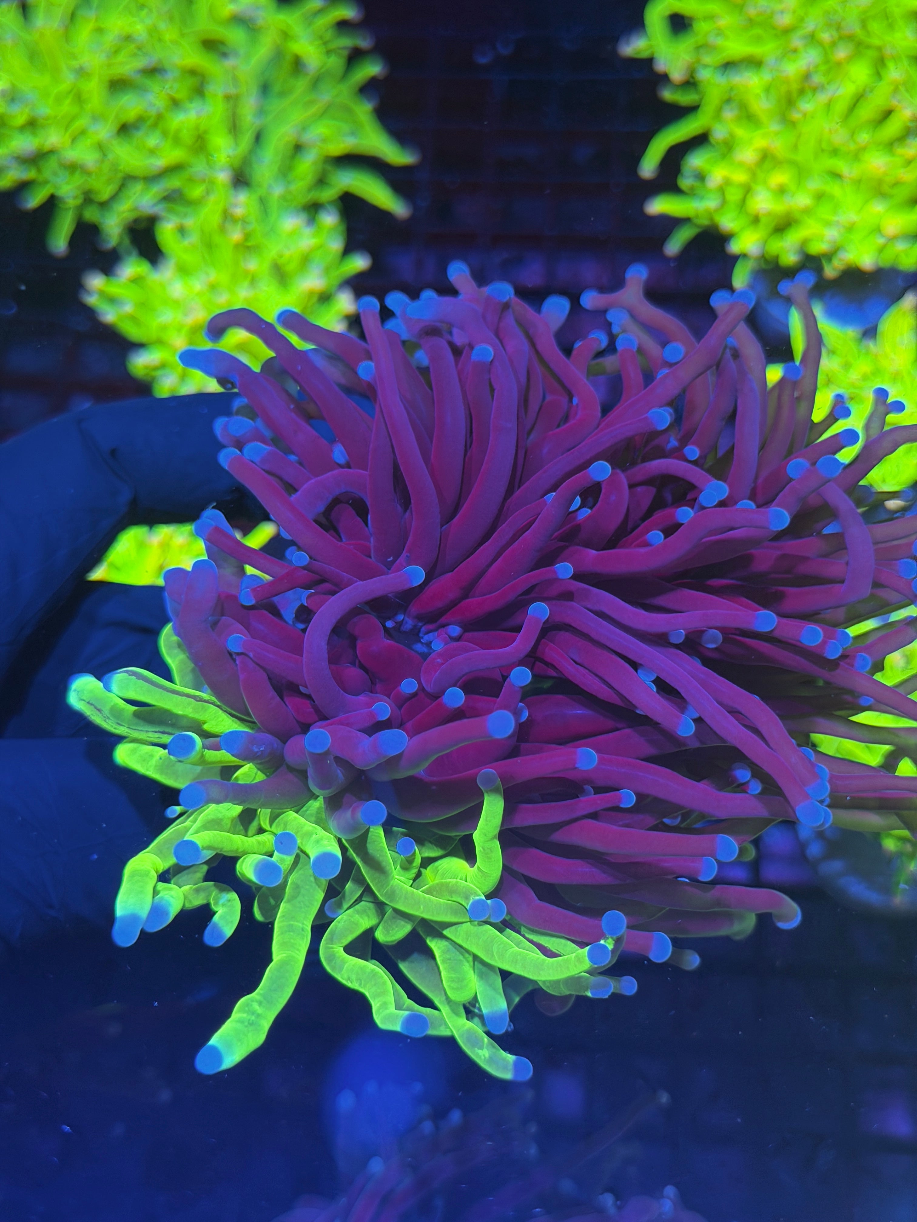 JEA Grafted Holy Grail Torch Coral Mini Colony 3 XXXL Heads Show Piece 8/1